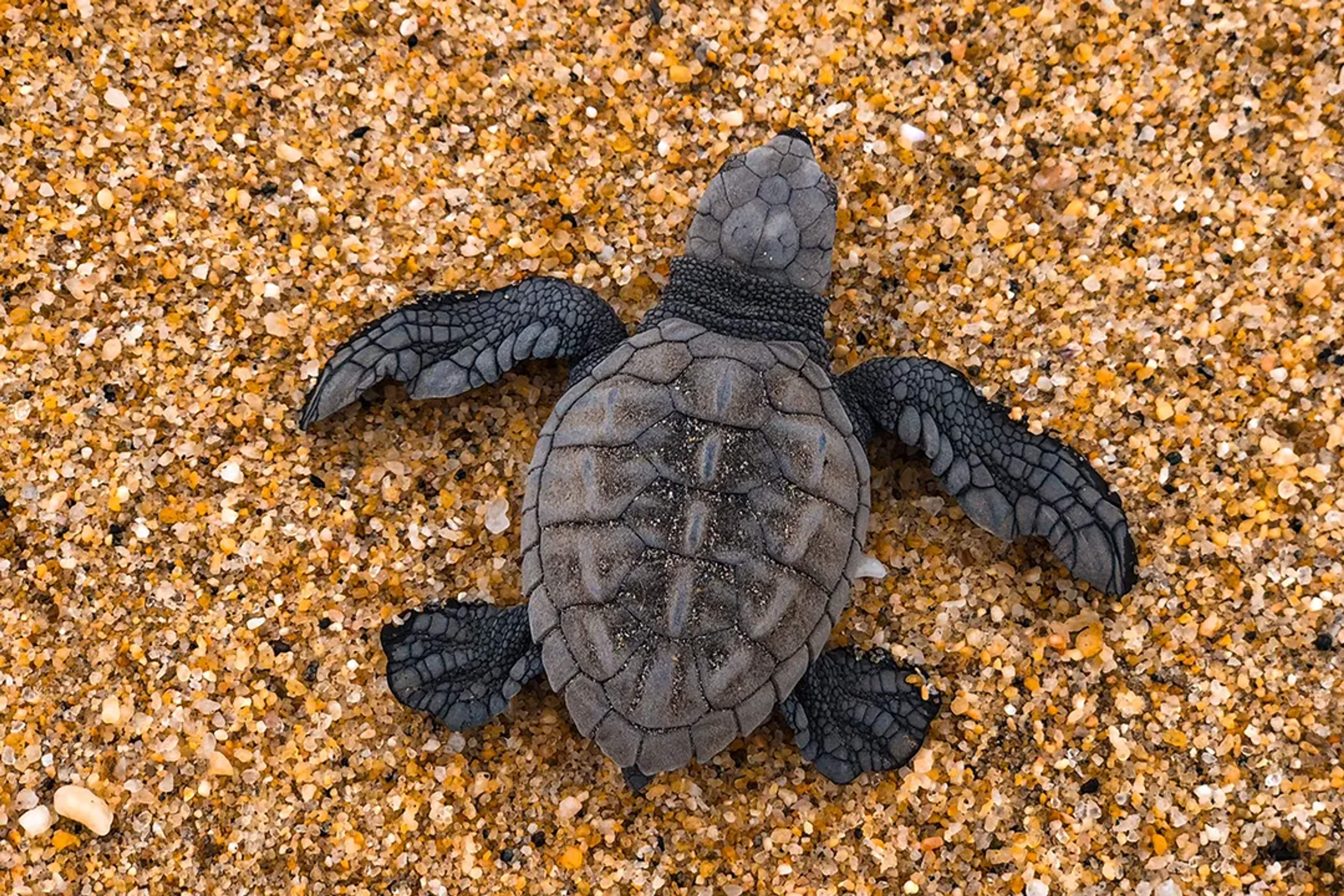 Cría de tortuga marina en playa de Puerto Vallarta, tour de conservación y liberación de vida silvestre.