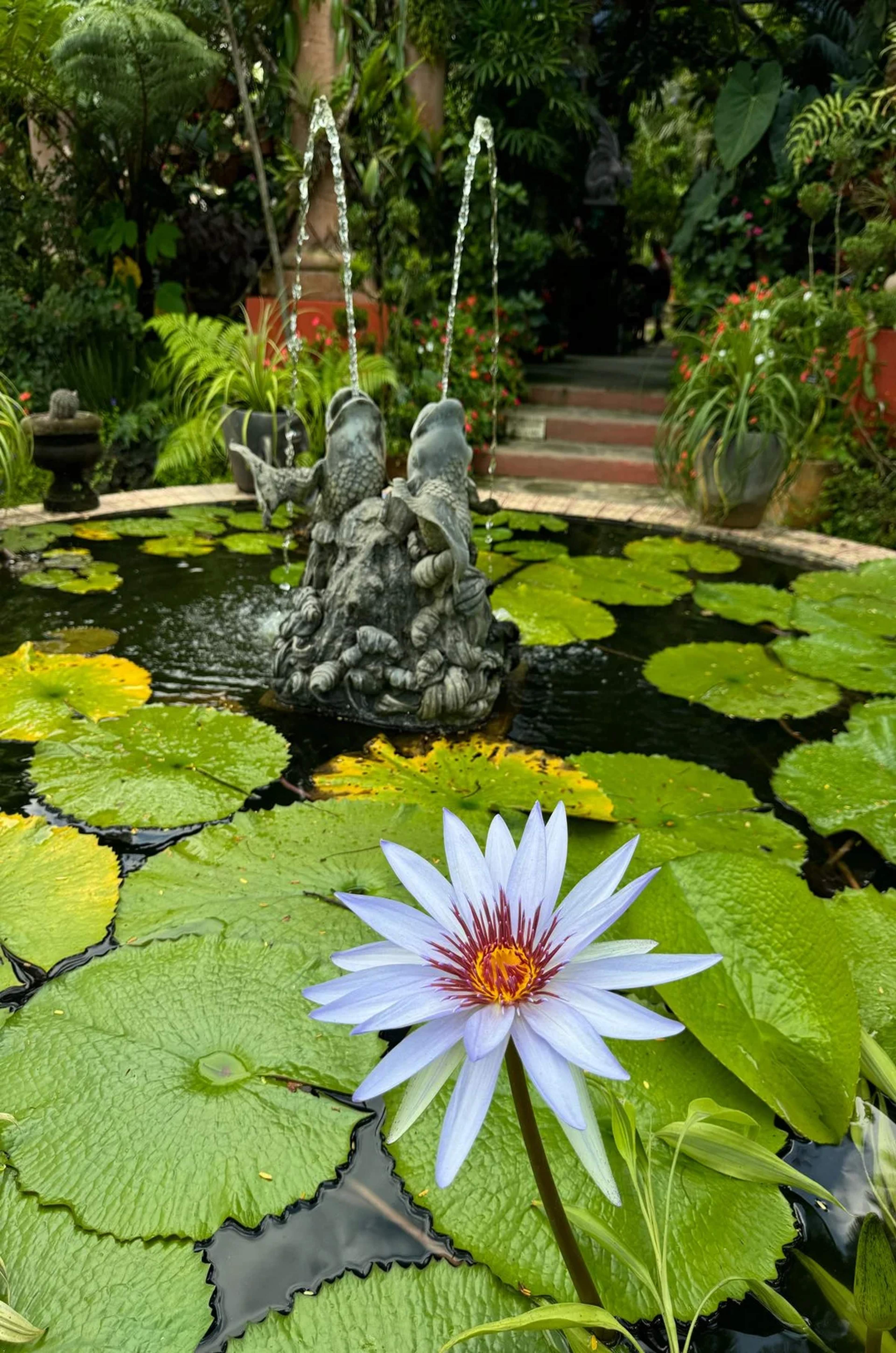 Purple lotus blooms in a pond with lily pads and a decorative fountain in a lush garden.