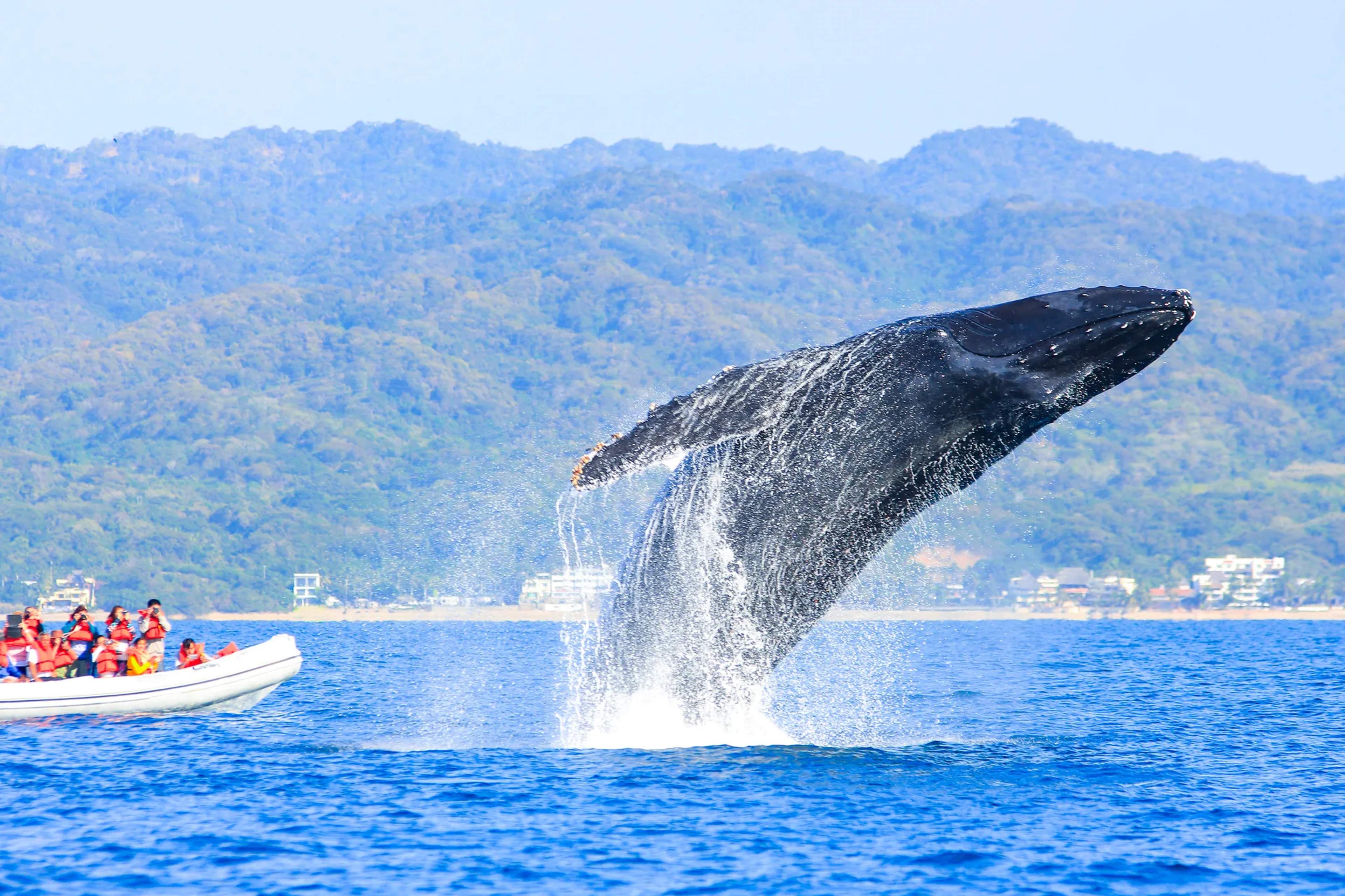Una ballena jorobada salta espectacularmente en las aguas azules del Pacífico mientras turistas la observan desde un barco