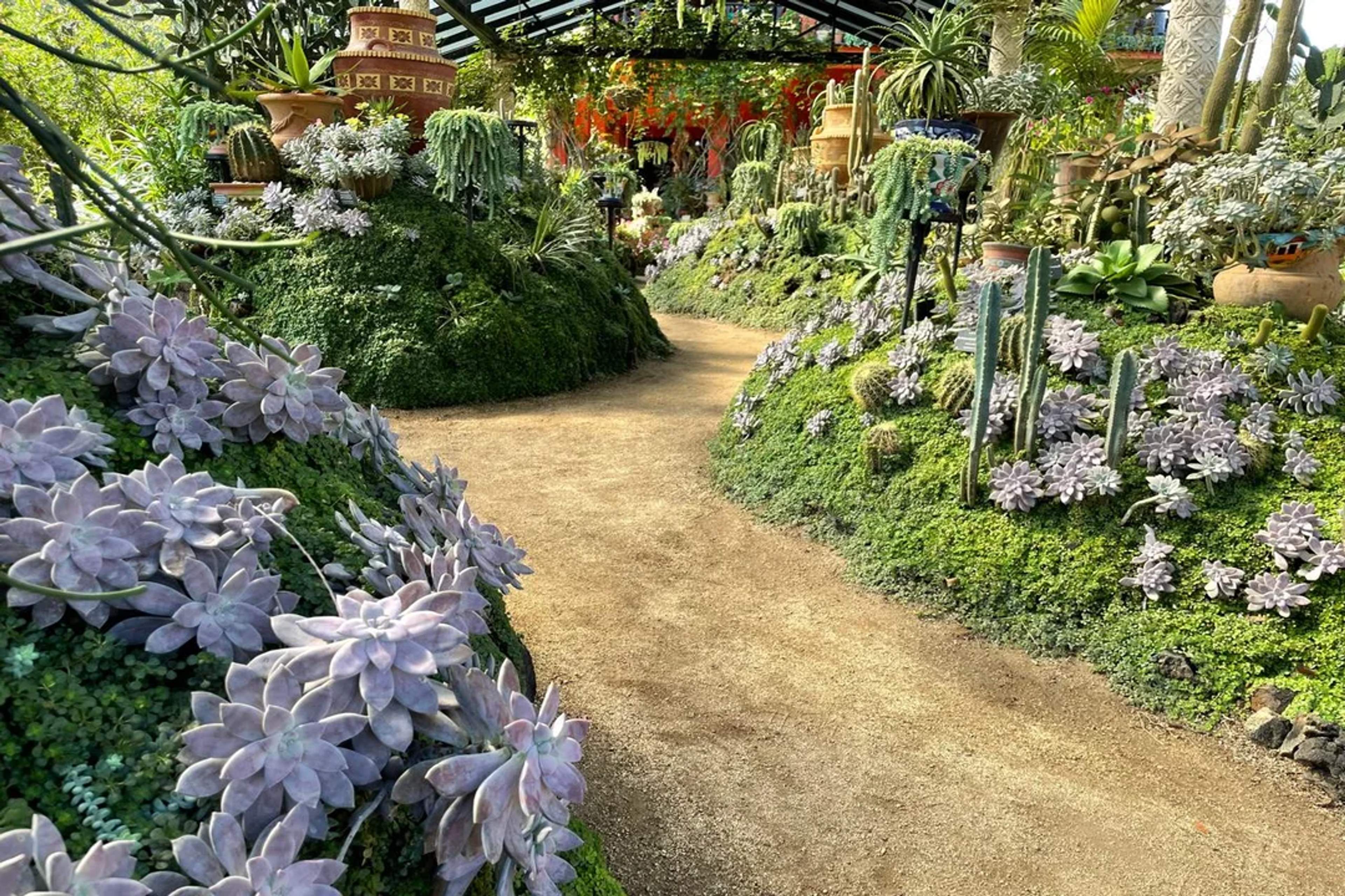 A serene garden path winds through vibrant succulents and cacti in a tropical greenhouse.