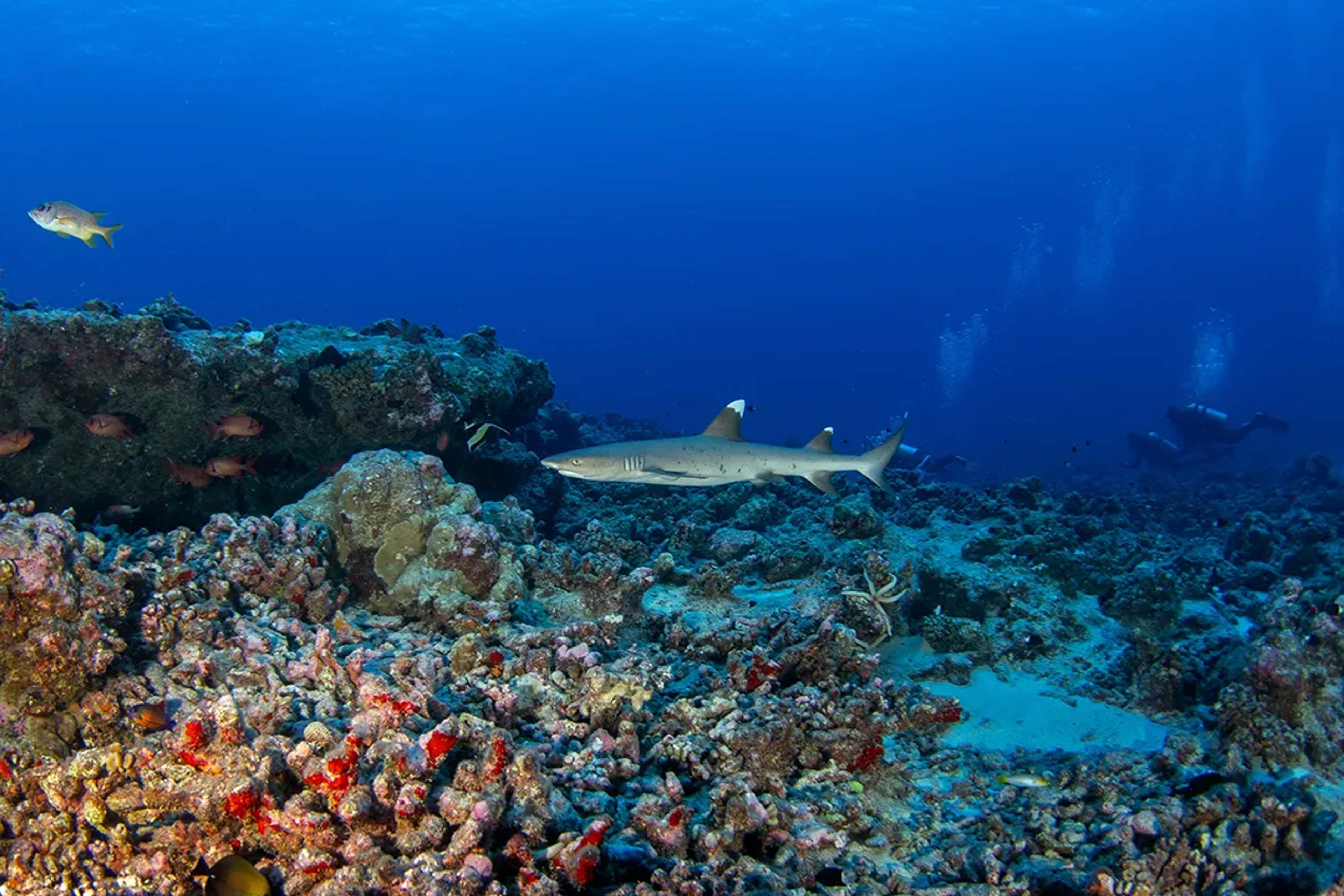 Whitetip reef shark swimming over a coral reef during a scuba diving tour in Puerto Vallarta