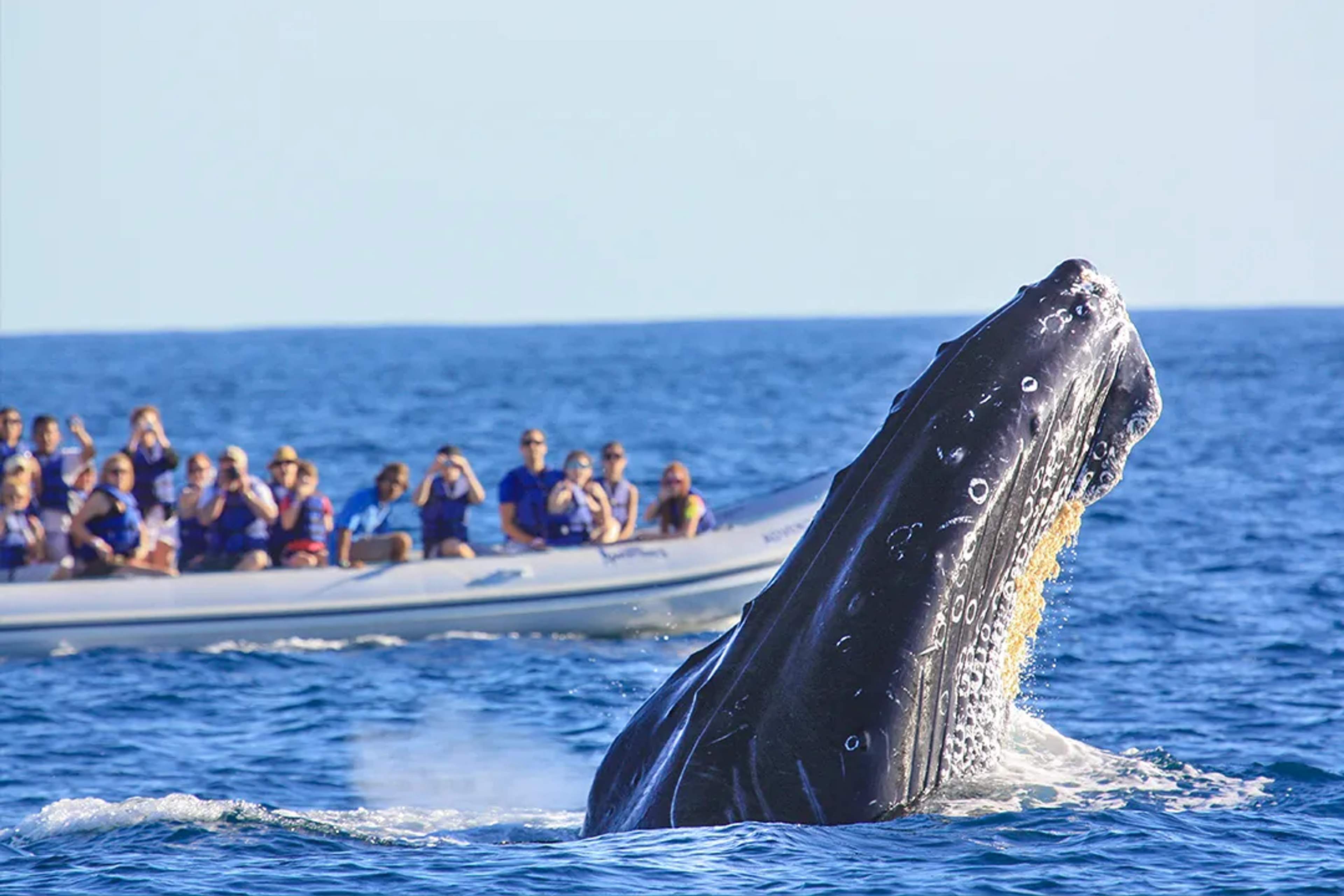 Humpback whale breaching in Banderas Bay during Puerto Vallarta whale watching tour