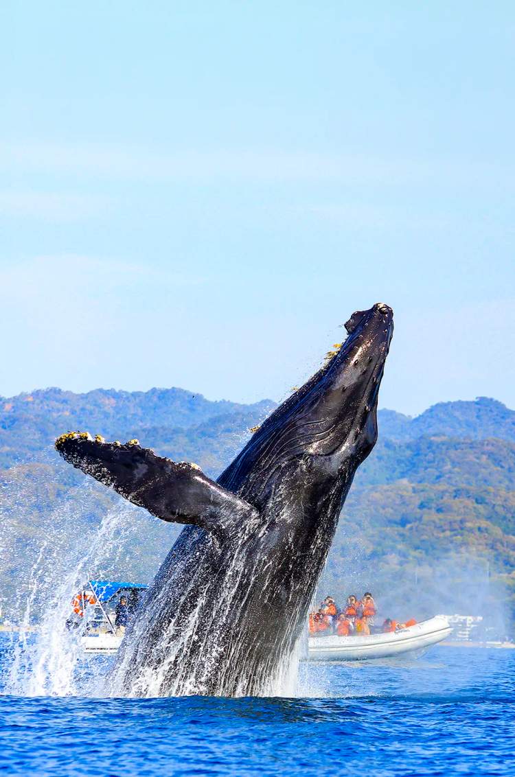 Travelers in the best Puerto Vallarta whale watching tour.