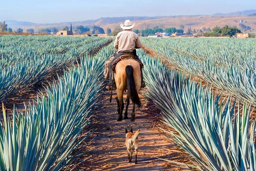 Charro on horseback rides through vast agave fields, with a loyal dog following the path.