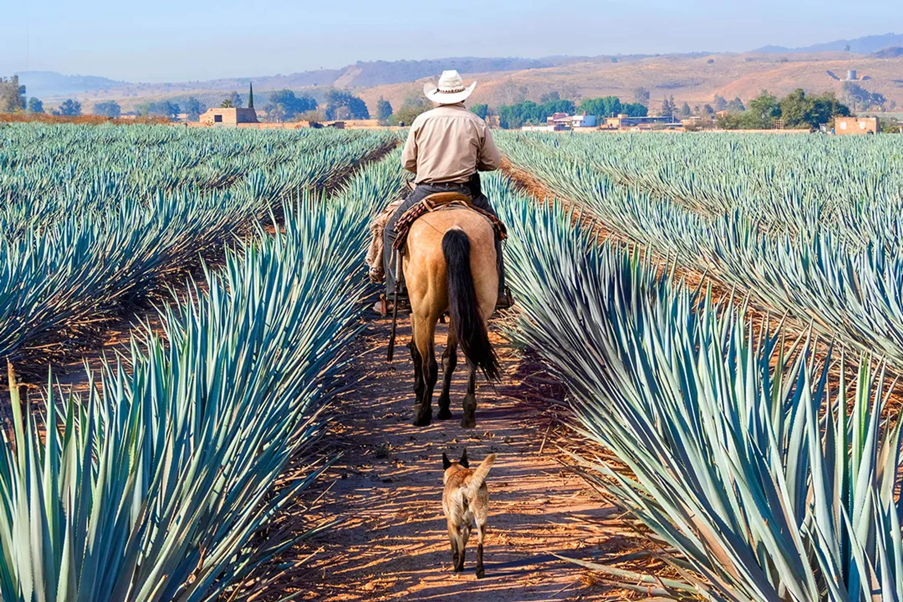 Charro on horseback rides through vast agave fields, with a loyal dog following the path.