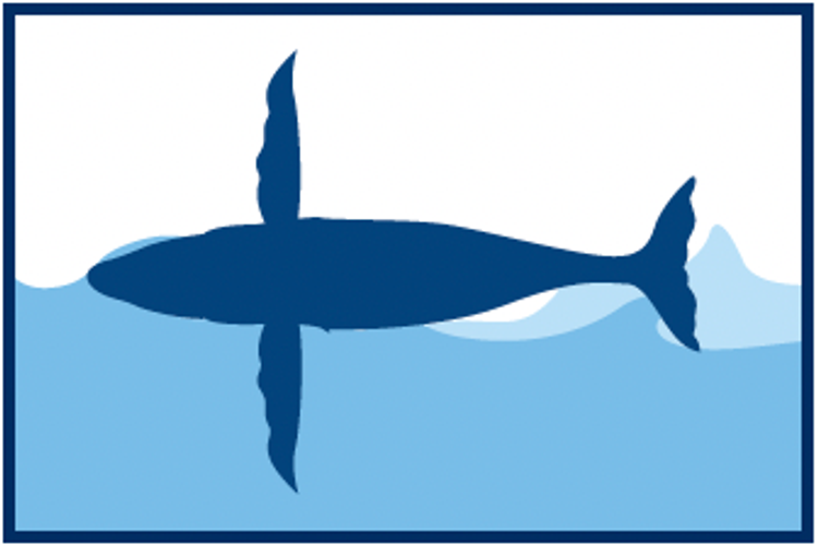 Ilustración de una ballena jorobada flotando de espaldas con las aletas extendidas, mostrando un comportamiento relajado en la superficie del océano.