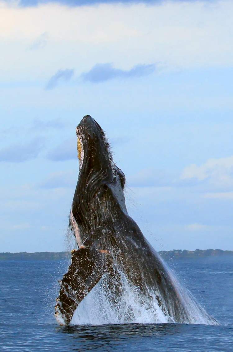 Humpback whale spotted near Punta Mita, during a private tour to the Marietas Islands' Hidden Beach.