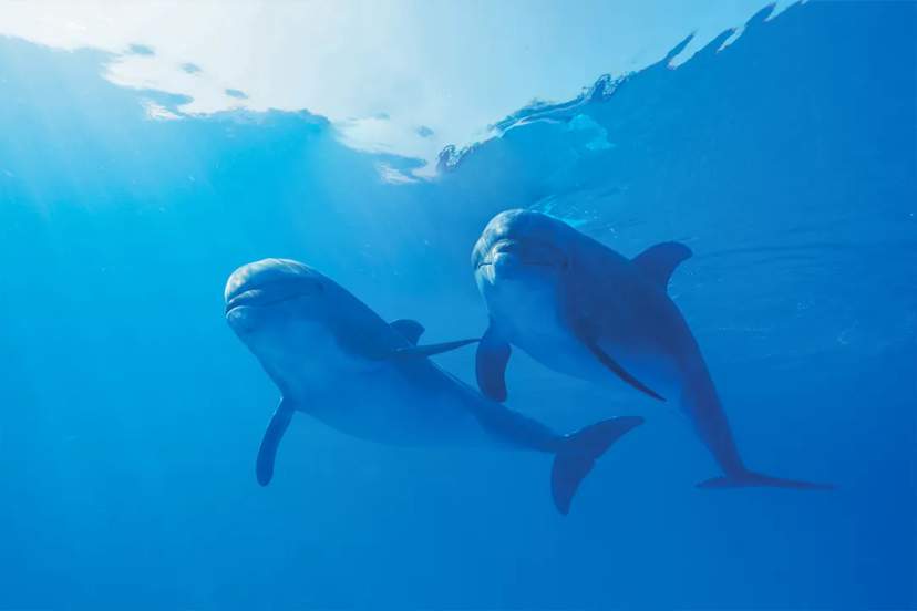 DOLPHIN FACTS FOR KIDS