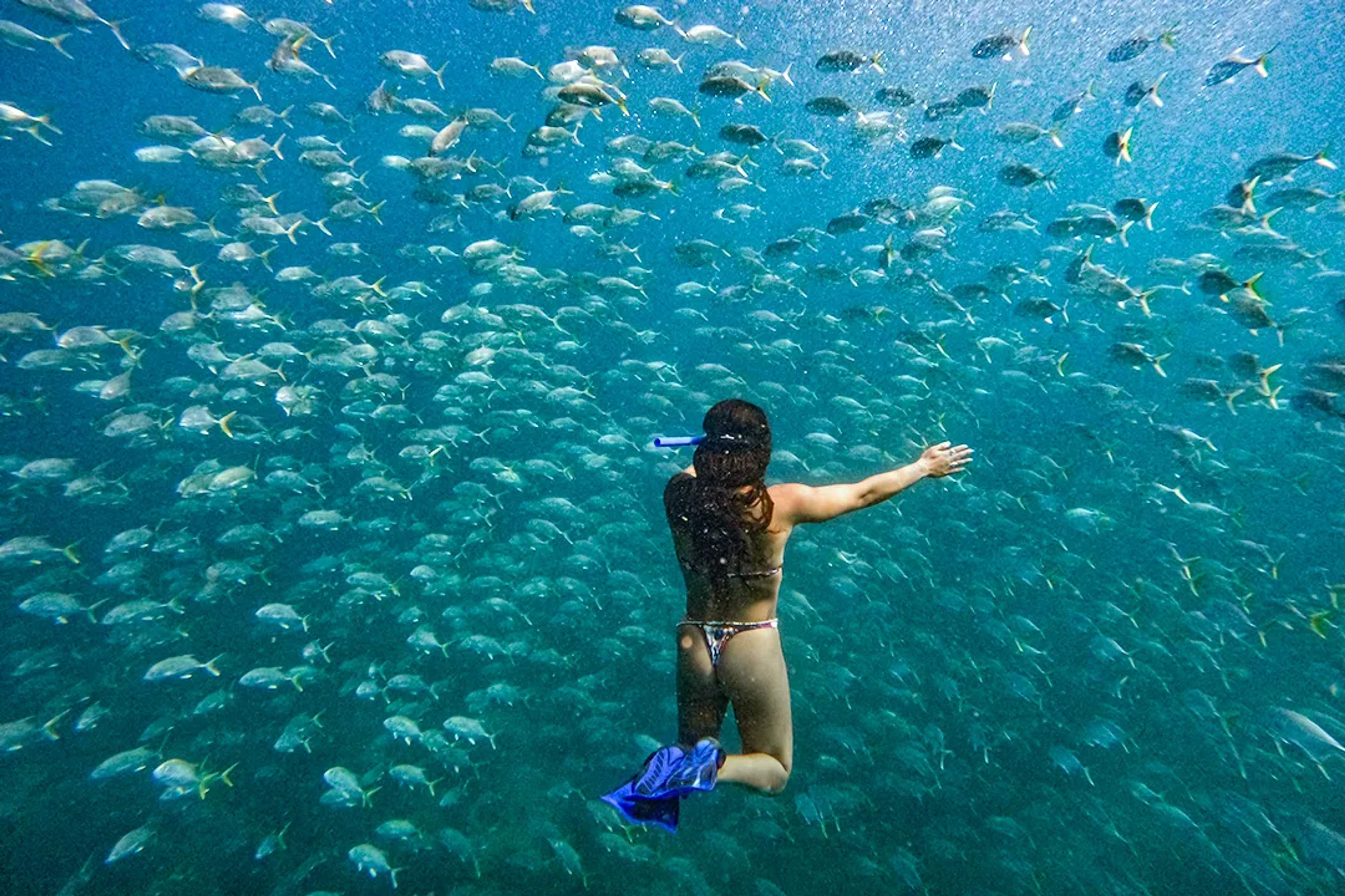 Snorkel entre un cardumen de peces con Vallarta Adventures durante un tour oceánico en Marietas