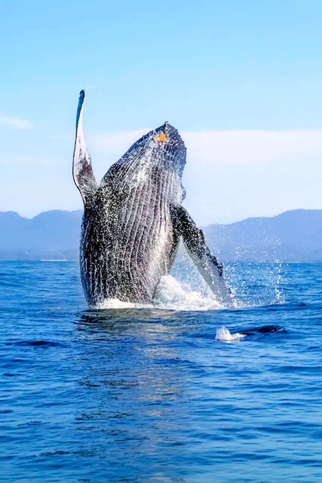 Punta Mita whale watching tour on board an agile speed boat.