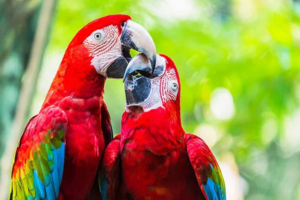 Two red macaws interact closely, showcasing their strong, curved beaks and vibrant feathers against a blurred green background.