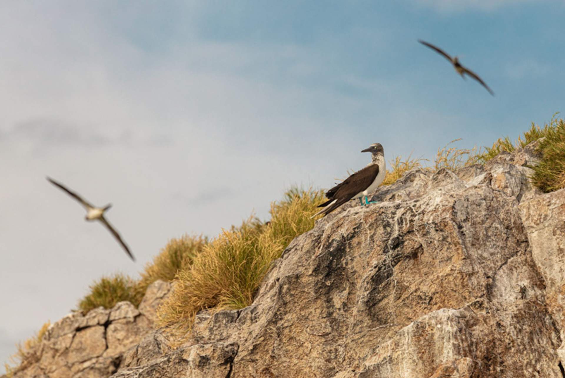 Blue-footed booby perched on a rocky cliff with flying seabird in the background.