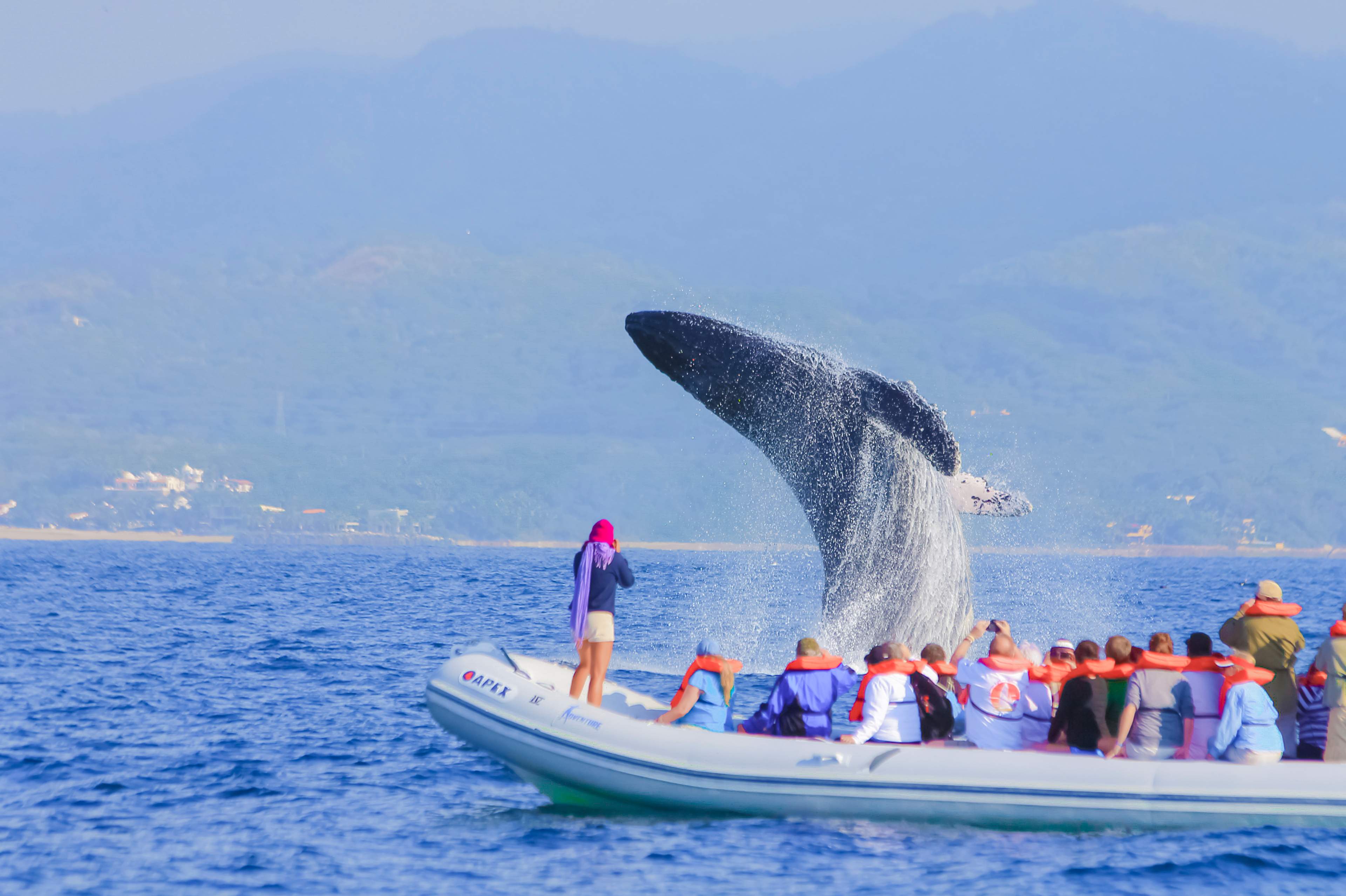 Turistas en un bote observan a una ballena jorobada saltando durante un tour de avistamiento de ballenas en Puerto Vallarta.