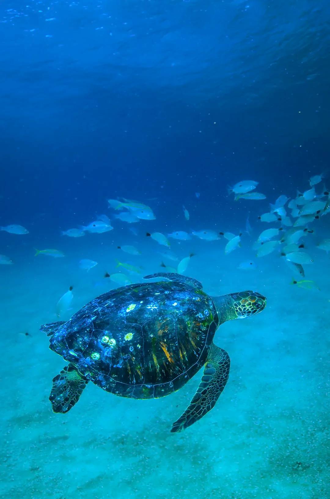 Sea turtle swimming in the warm waters of Las Caletas.