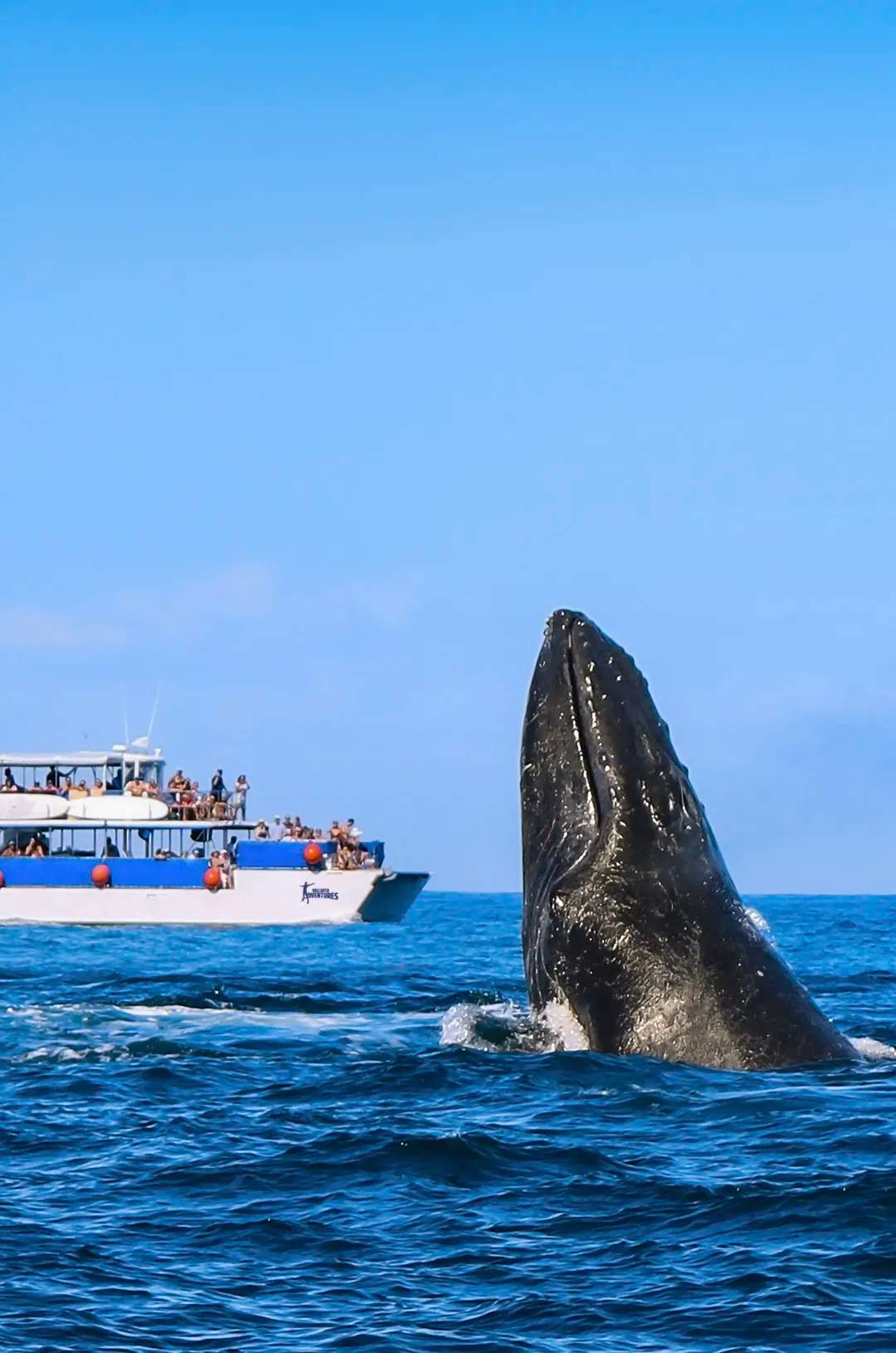 Puerto Vallarta whale watching tour on board a stable catamaran boat.