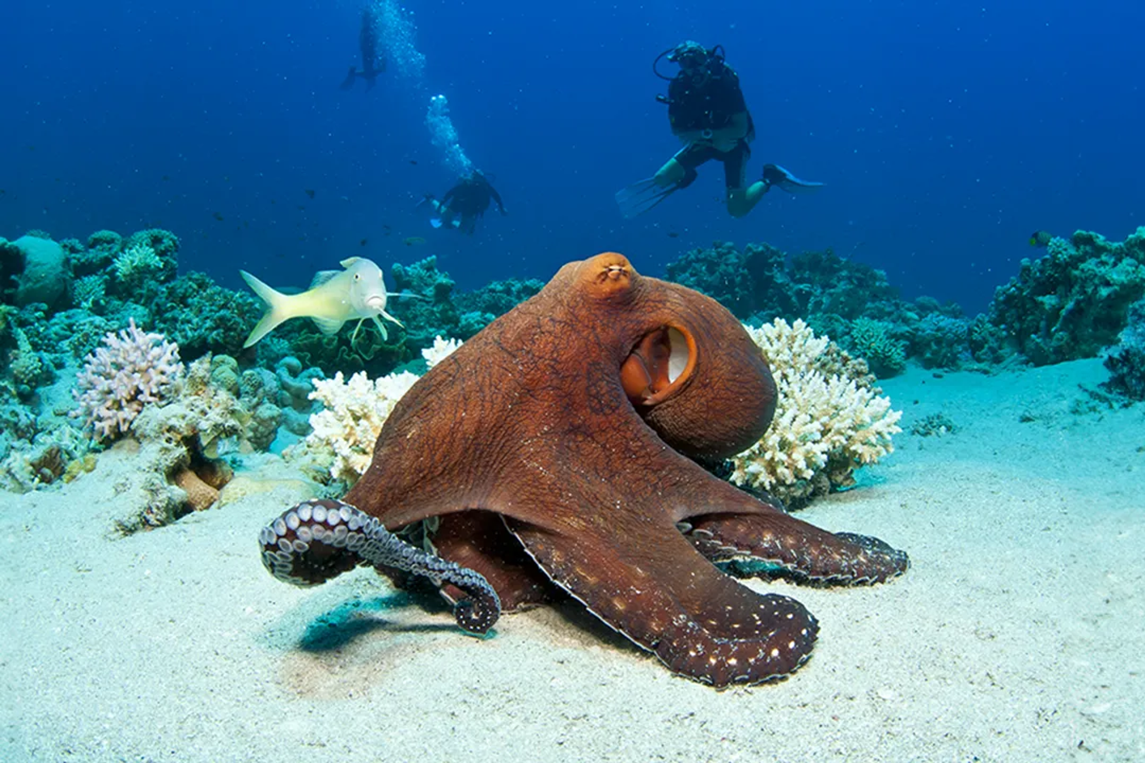 INTERESTING FACTS ABOUT OCTOPUS