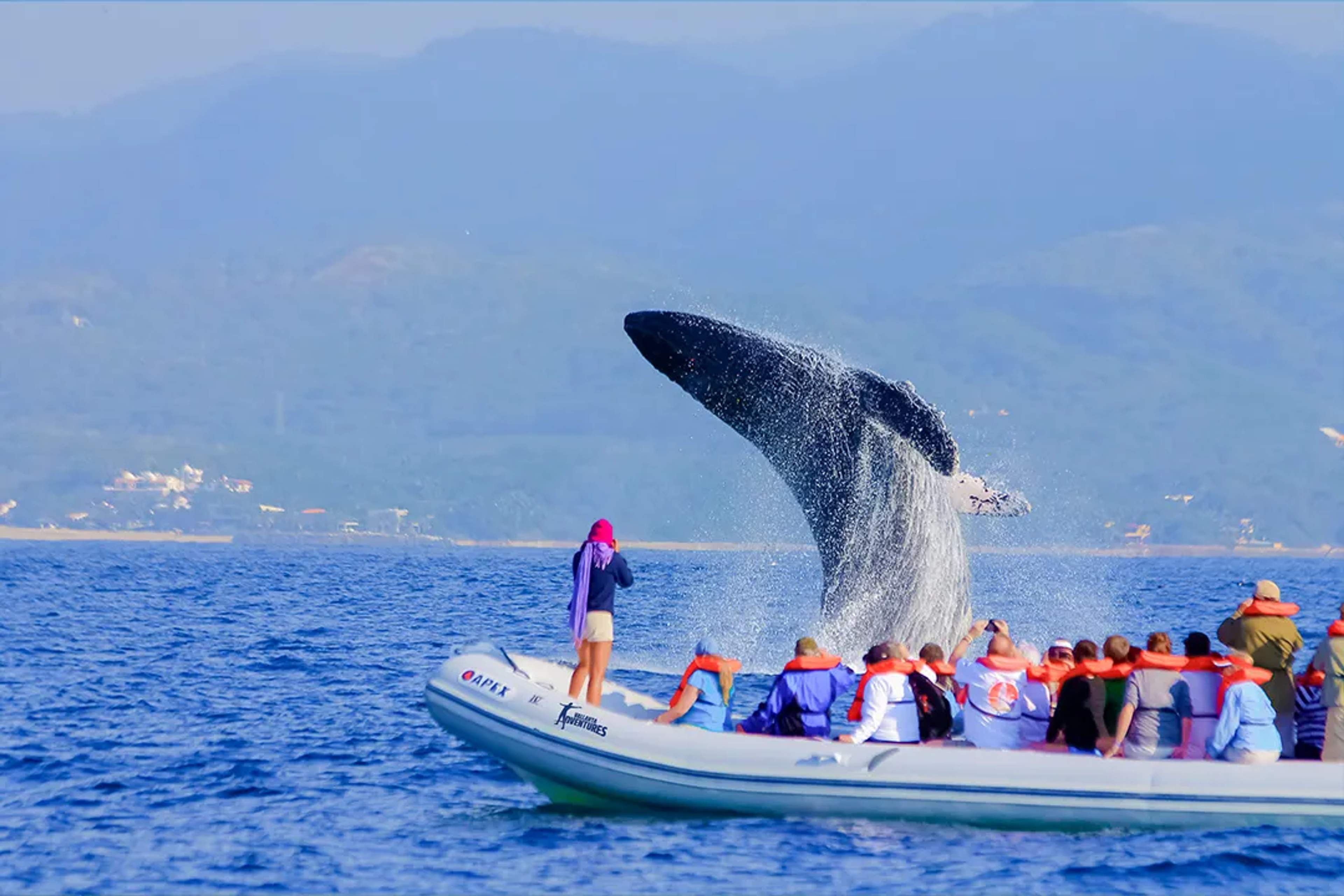 Humpback whale breaching in Banderas Bay, Puerto Vallarta whale watching tour by boat.