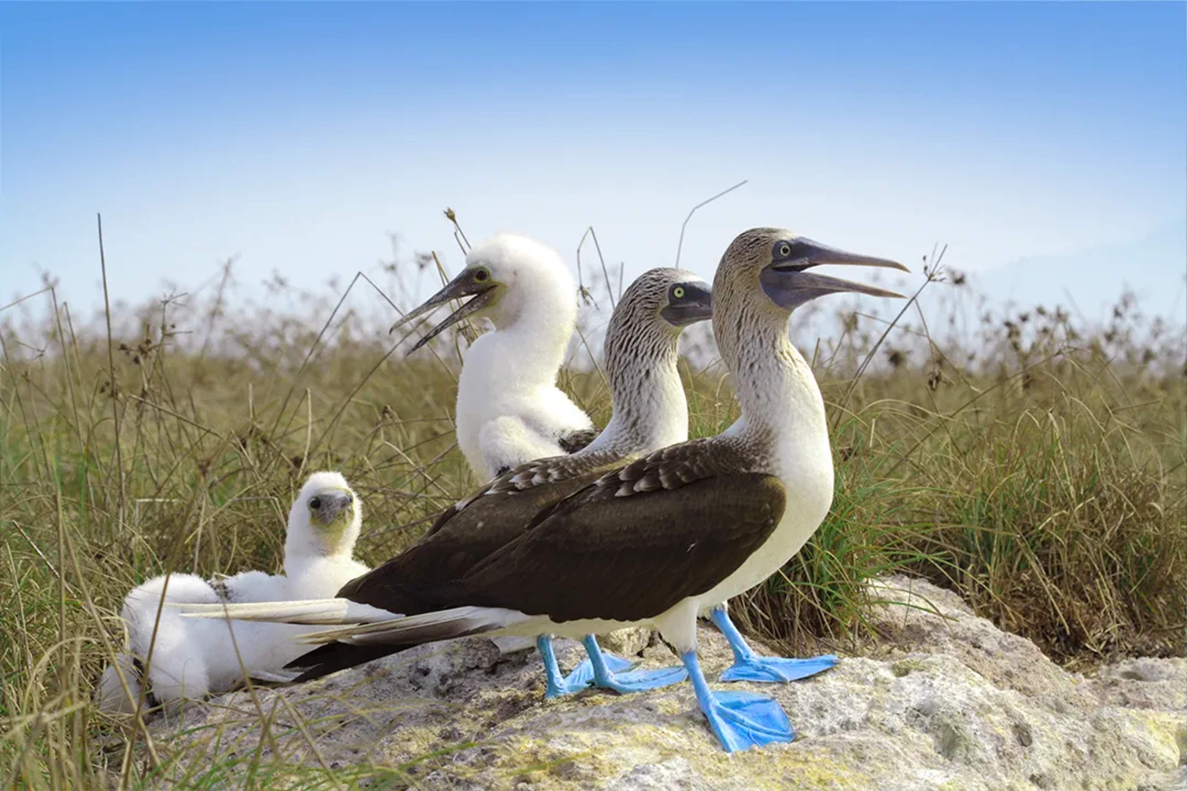 Blue-footed boobies resting on rocky ground with chicks, showcasing unique blue feet in a natural coastal habitat