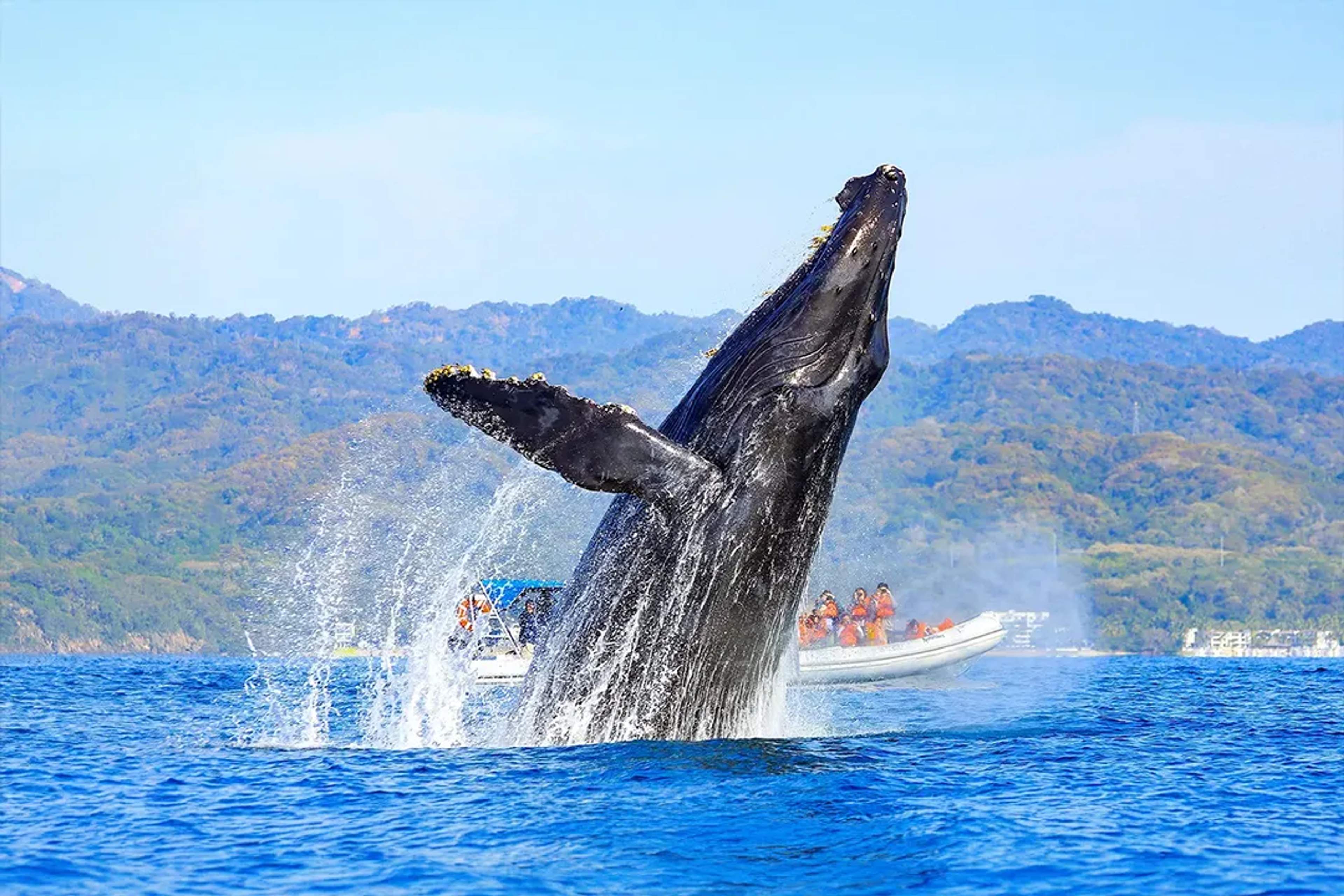 Whale watching tour in Puerto Vallarta with humpback whale breach and close encounter in Banderas Bay