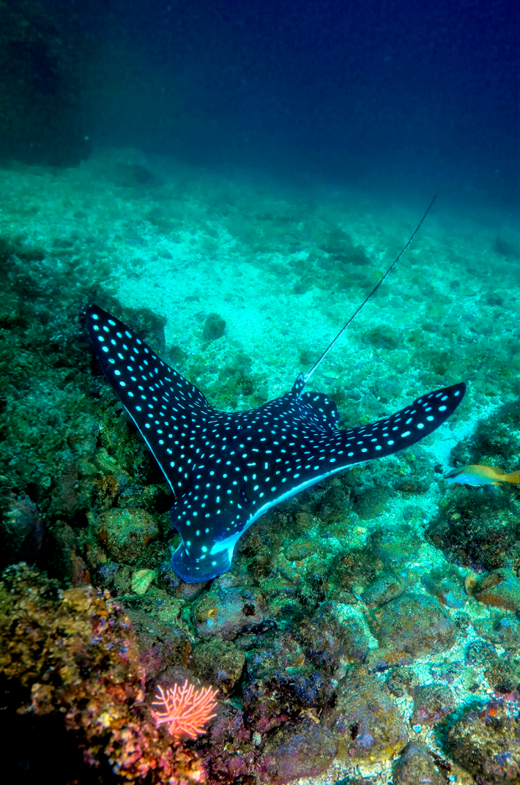 Eagle ray and colorful corals seen at a Puerto Vallarta diving at Chimo.