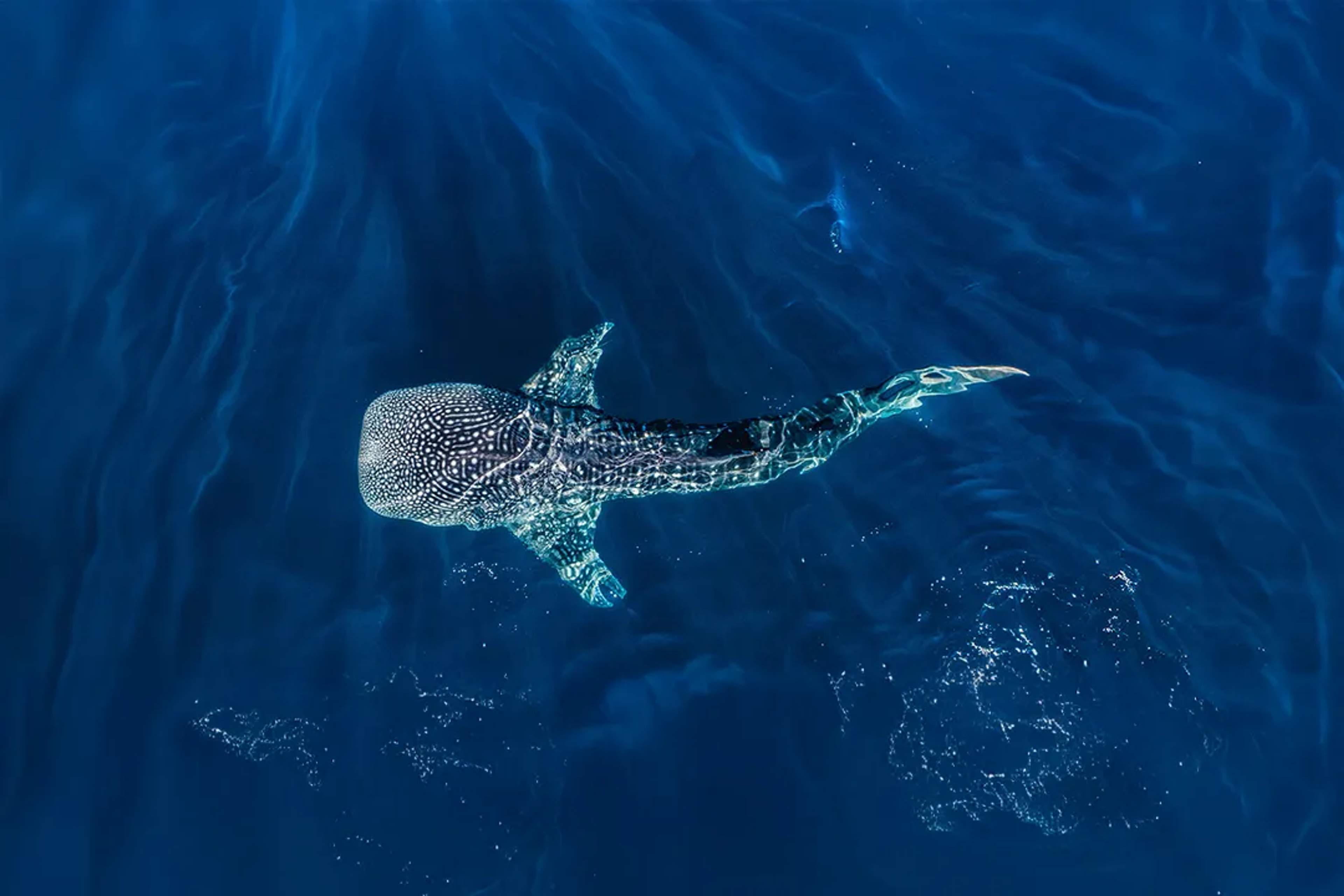 Whale shark swimming in clear Pacific waters during a marine wildlife tour in Puerto Vallarta