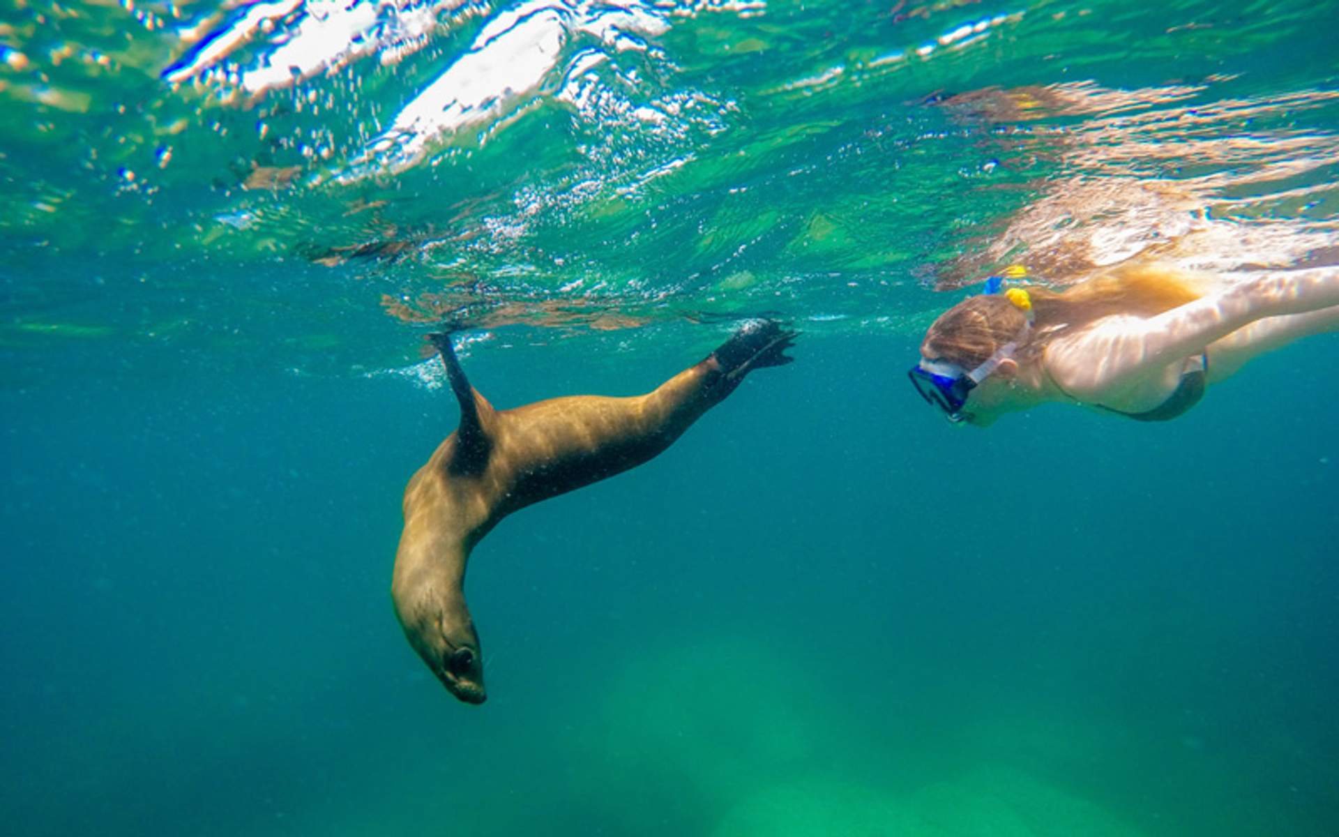 Mujer buceando junto a un león marino juguetón bajo el agua.