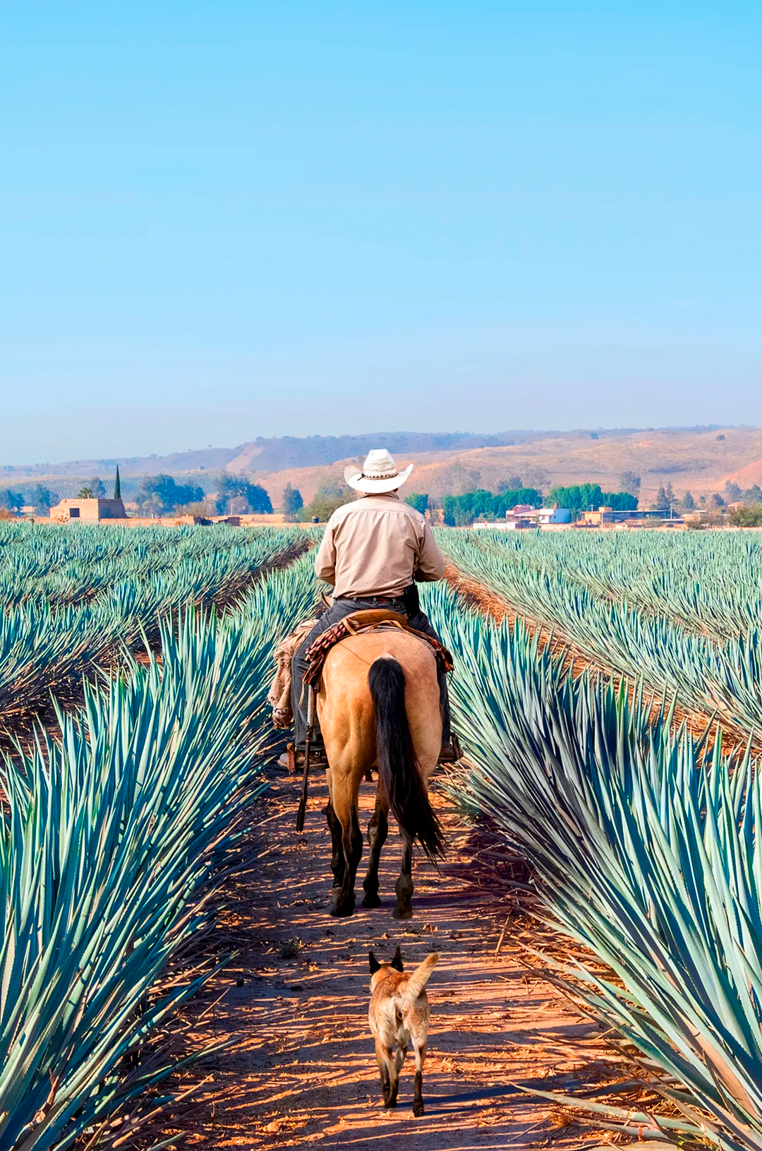 Campos de agave vistos en un tour privado a Tequila Jalisco.