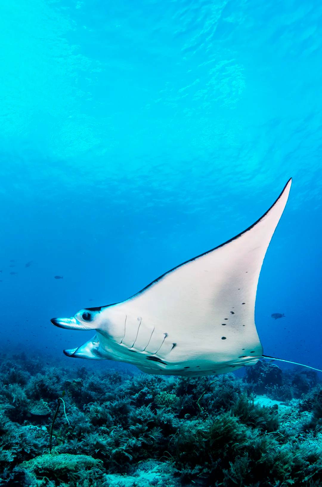 Raya gigante vista durante un buceo en Puerto Vallarta en Los Anegados.
