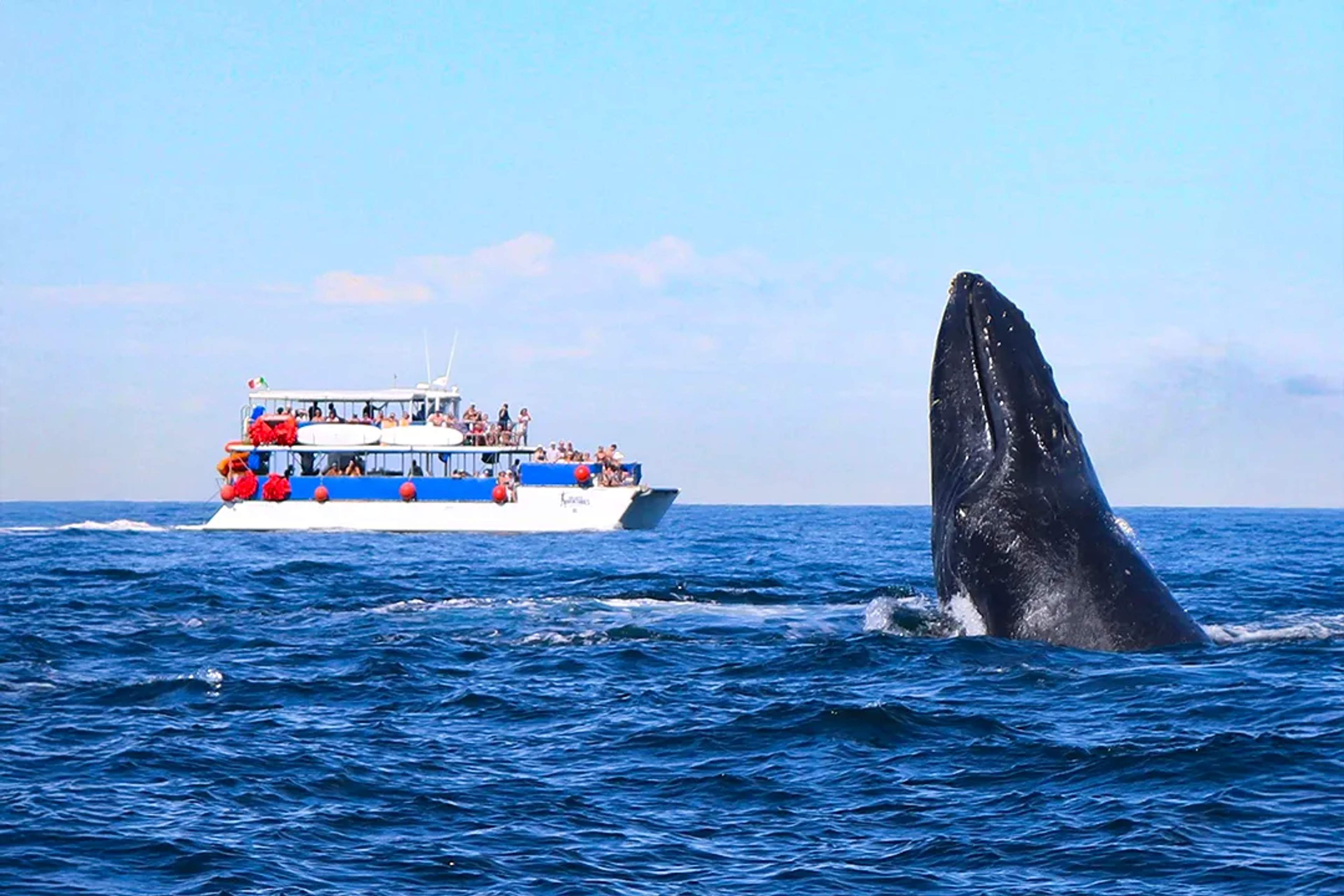Humpback whale breaching near a whale watching boat in Puerto Vallarta’s Bay of Banderas
