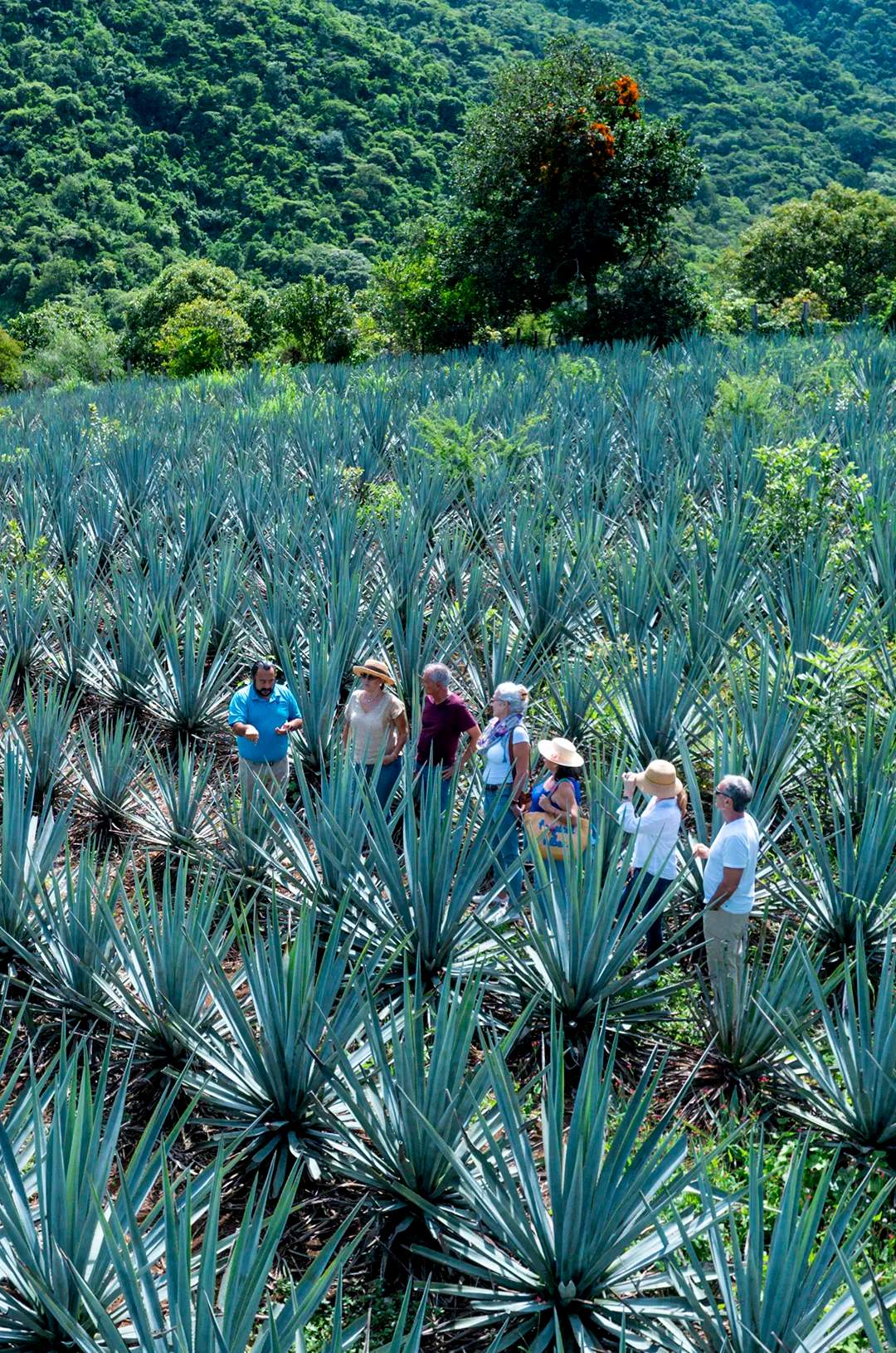 Tour group walking through blue agave fields in San Sebastian del Oeste.