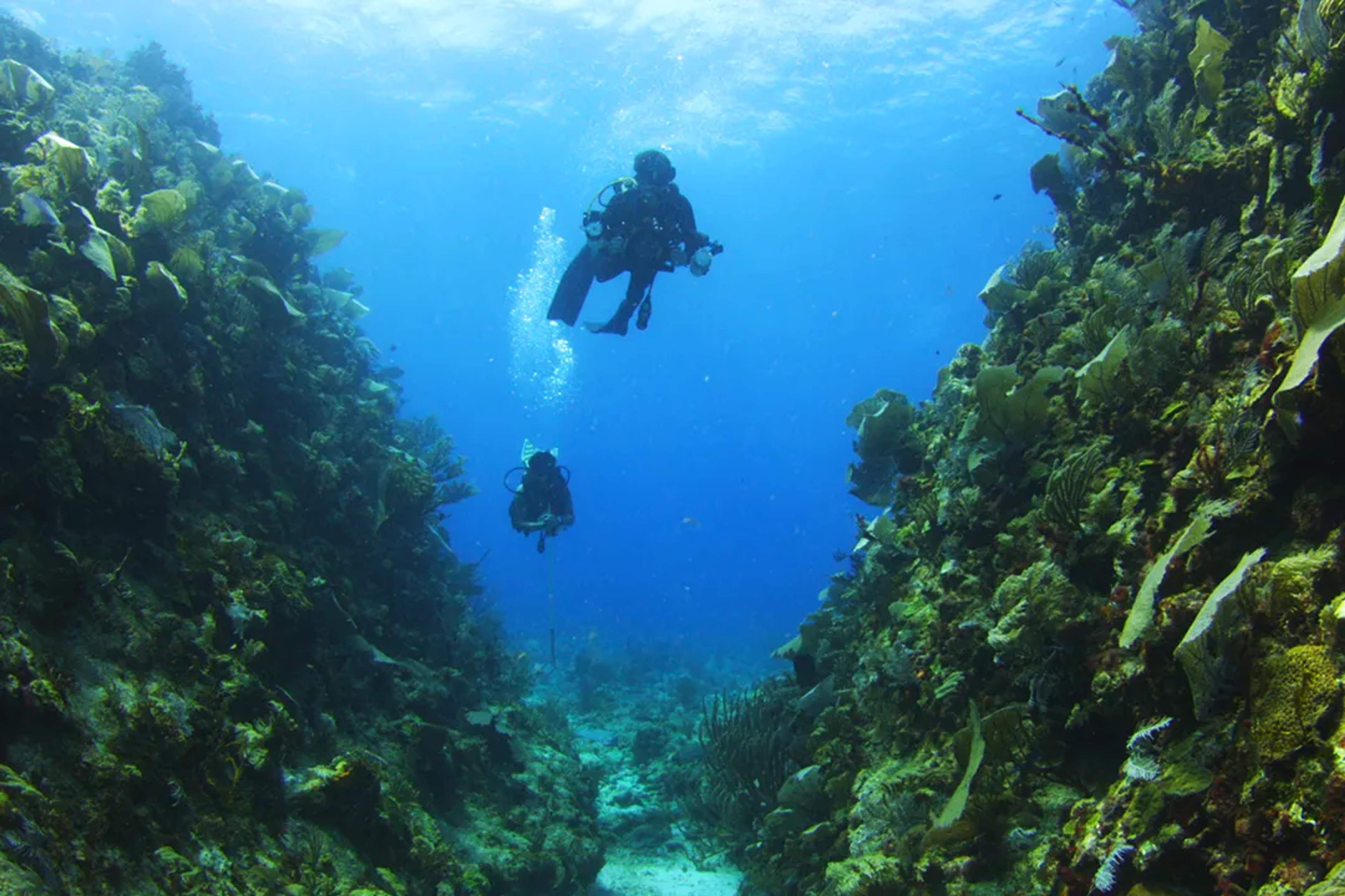 Divers swim through a coral canyon surrounded by vibrant marine life in crystal-clear waters.