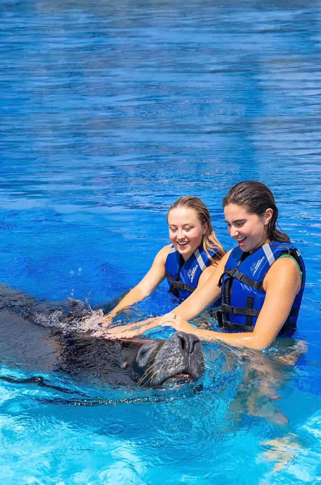 Amigas en una interacción cercana con un lobo marino.