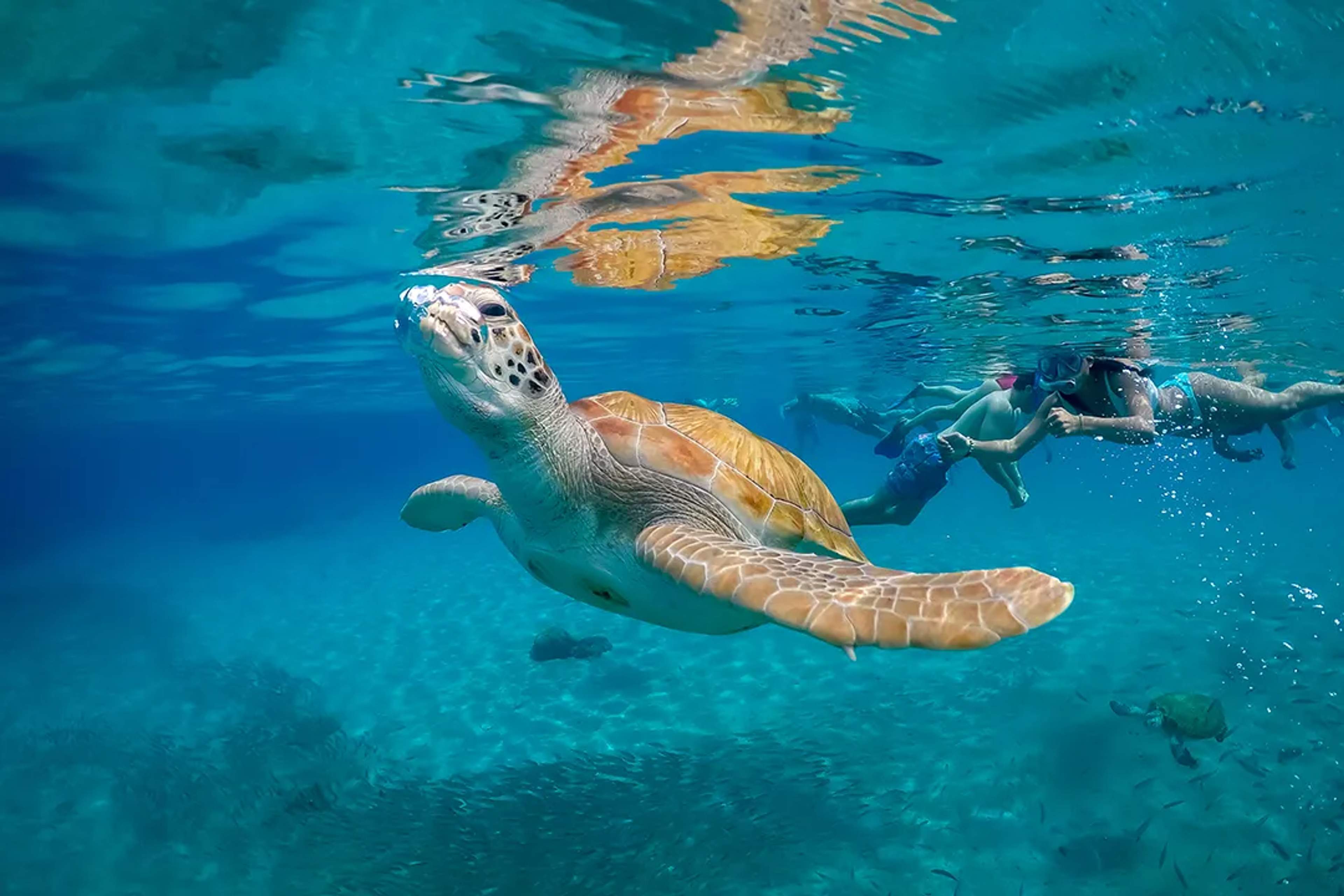 Un buzo nada junto a una tortuga marina sobre el fondo marino rodeado de corales y agua azul.