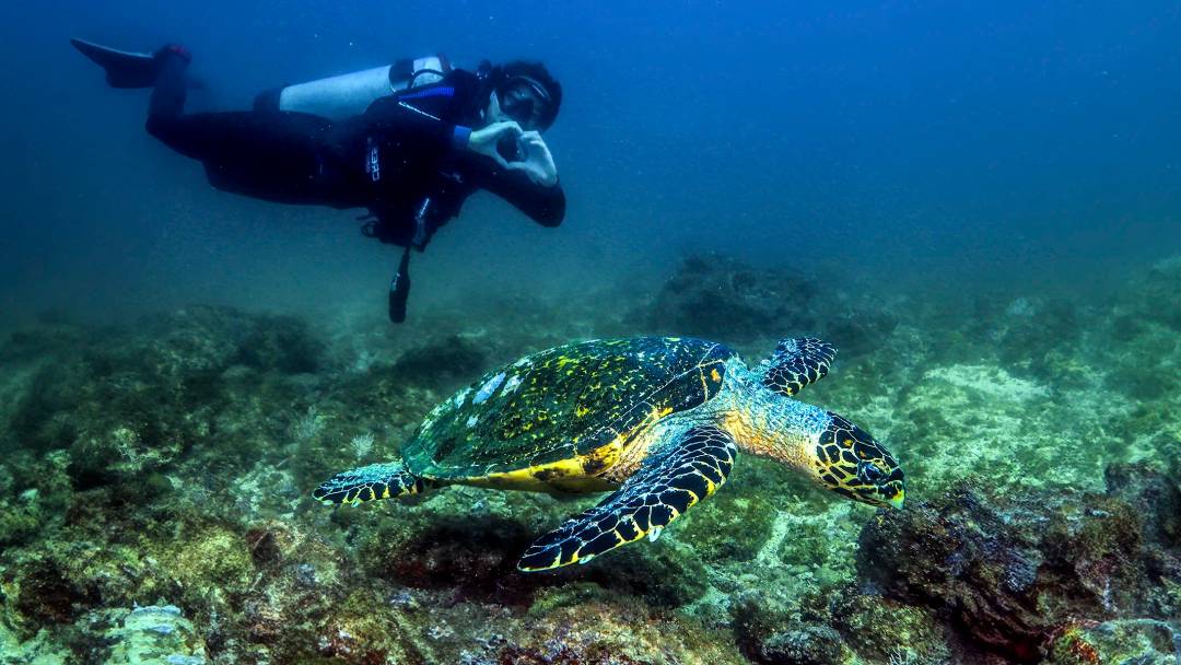 Creditos: Vallarta Adventures