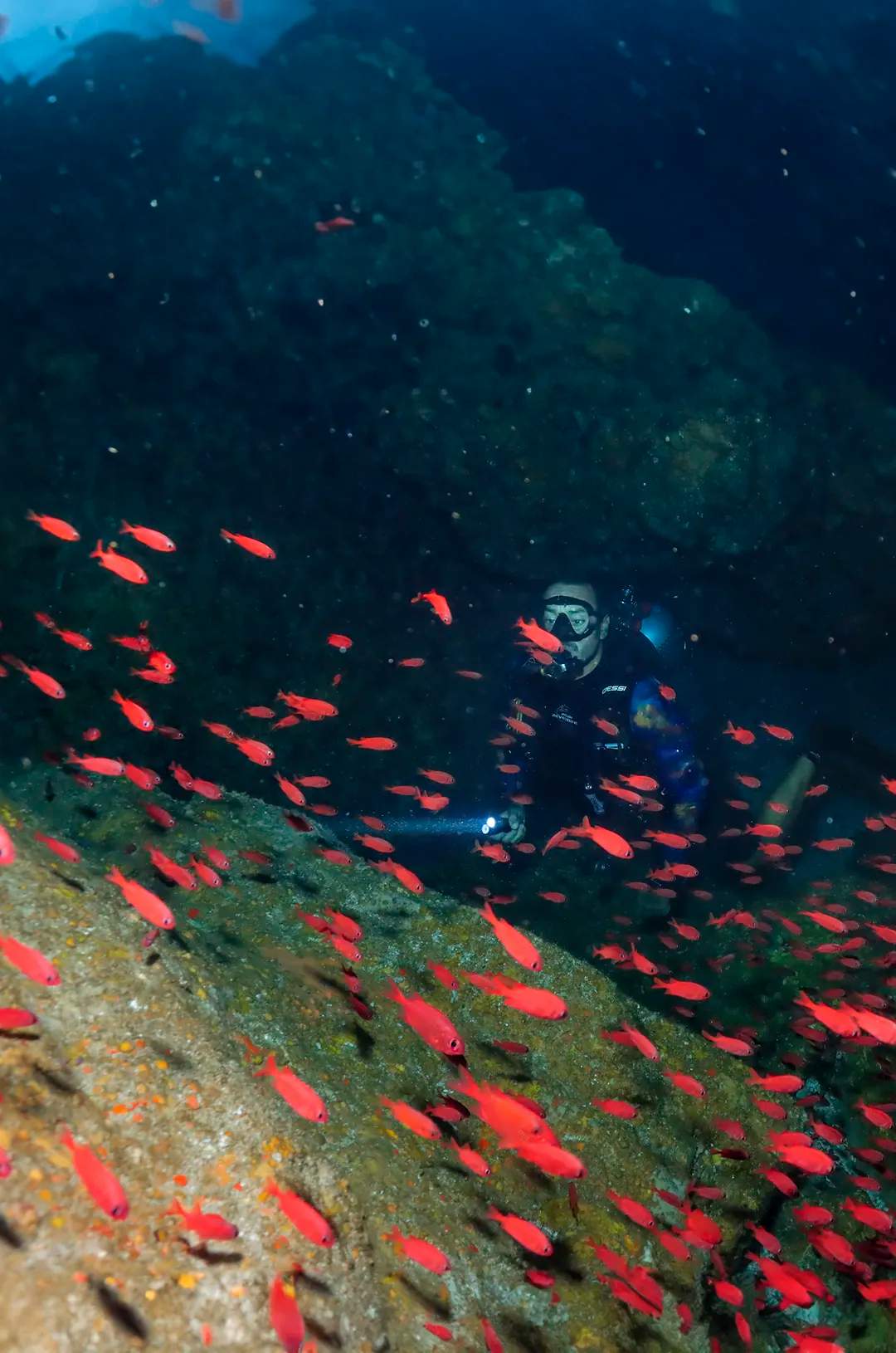 Escuela de peces Cardenal Rosado vistas durante un tour de buceo en El Morro.