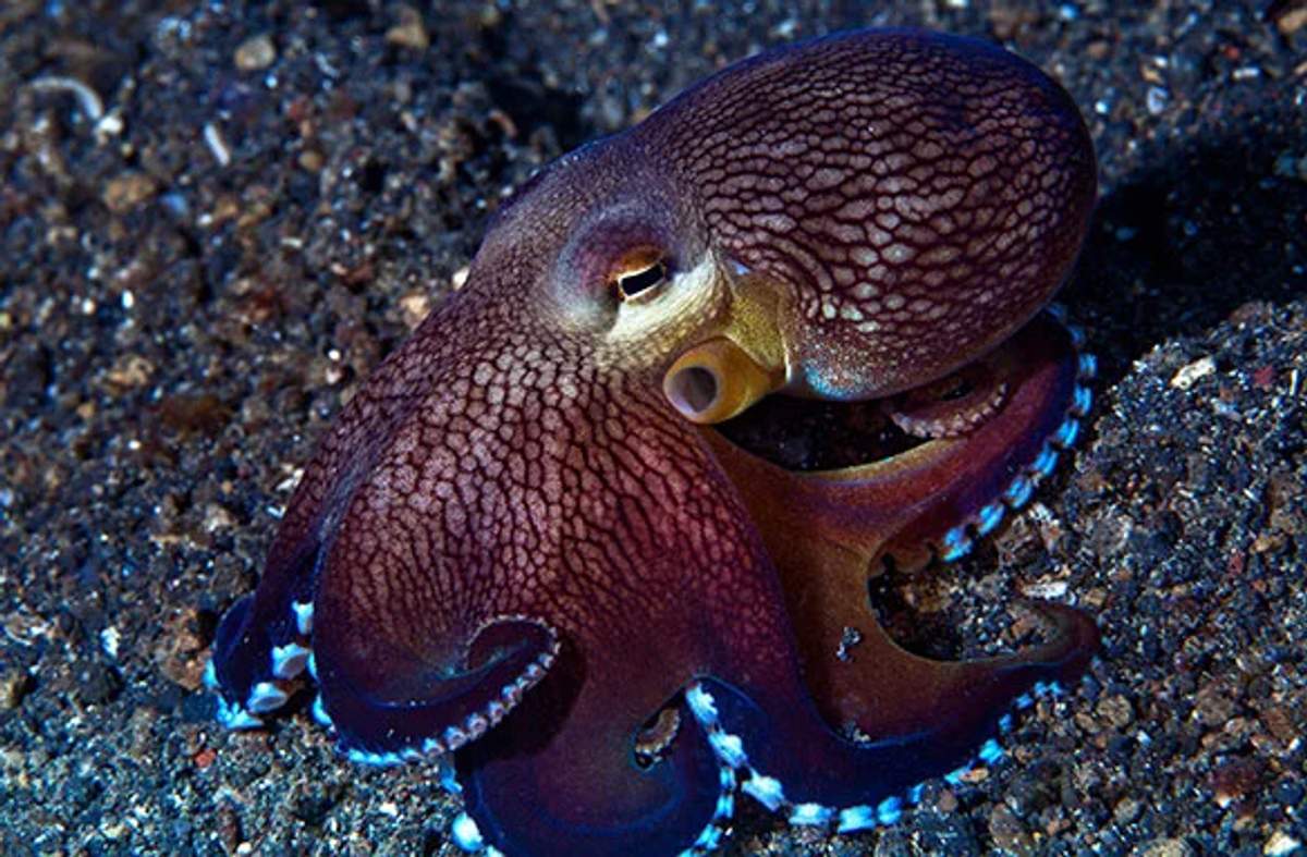 Blue-ringed octopus on a dark sea floor, displaying its distinctive ring pattern and skin texture.