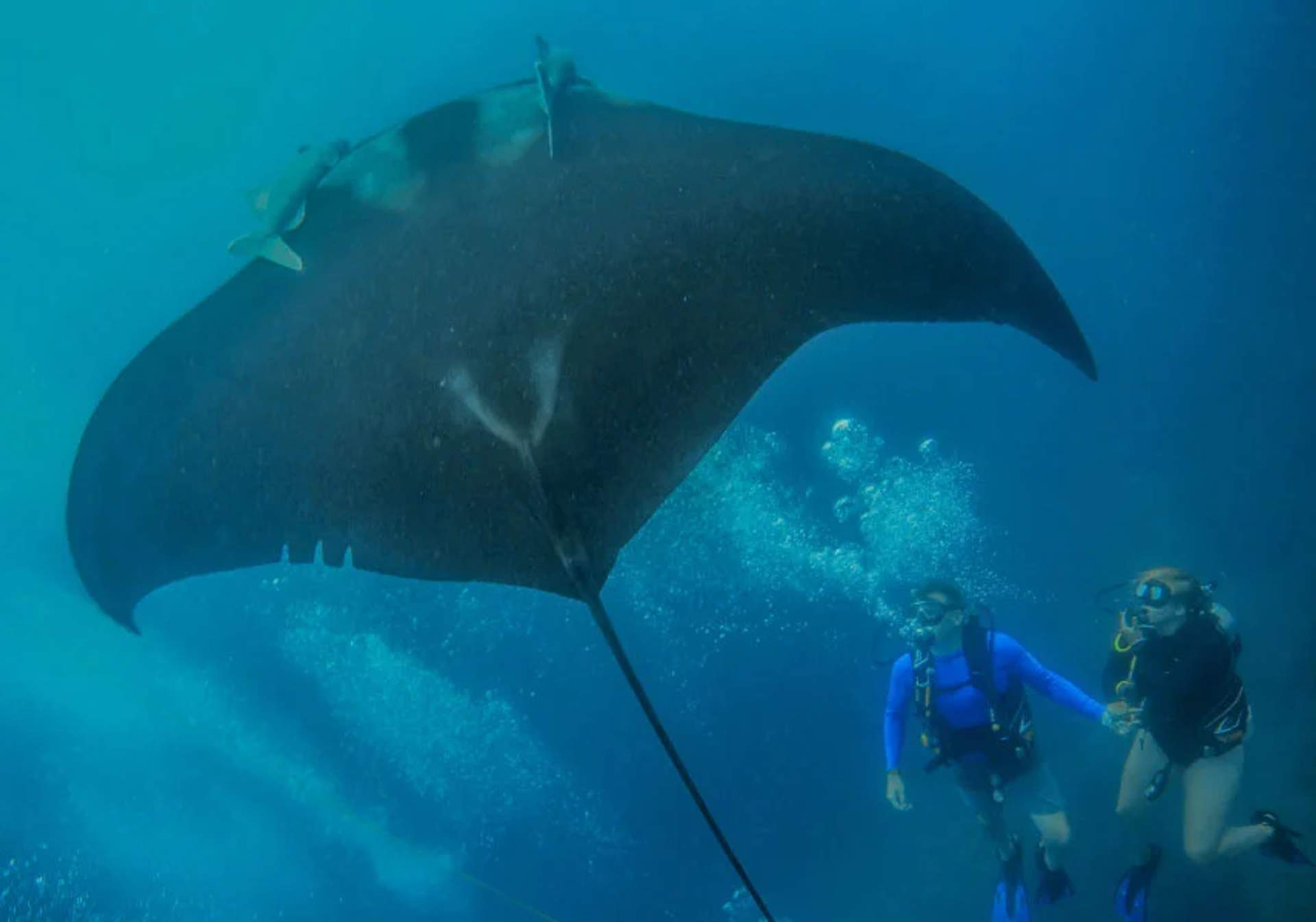 Divers swimming alongside a massive Pacific giant manta ray, showcasing its impressive wingspan in deep waters.