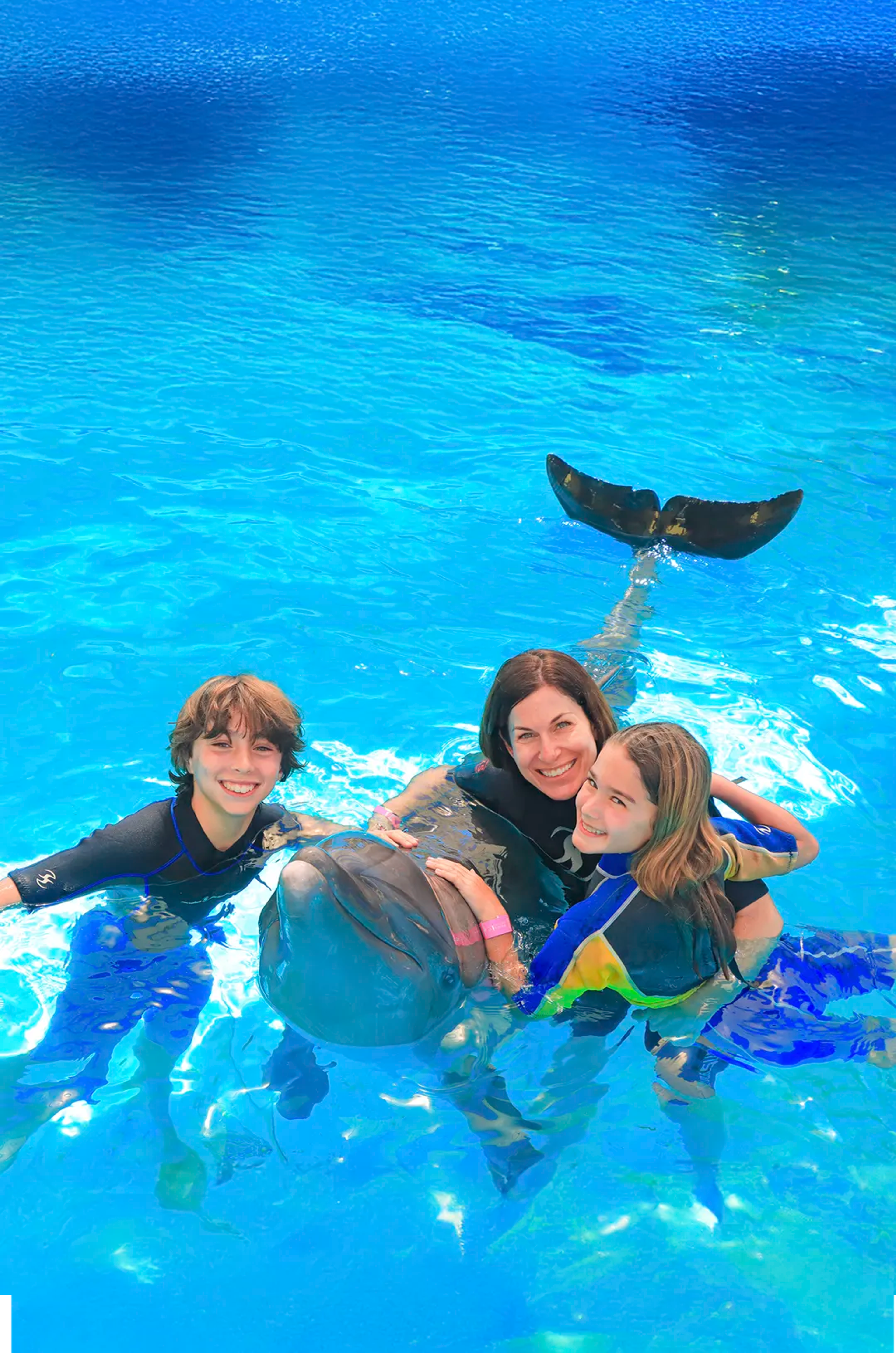 Dolphin