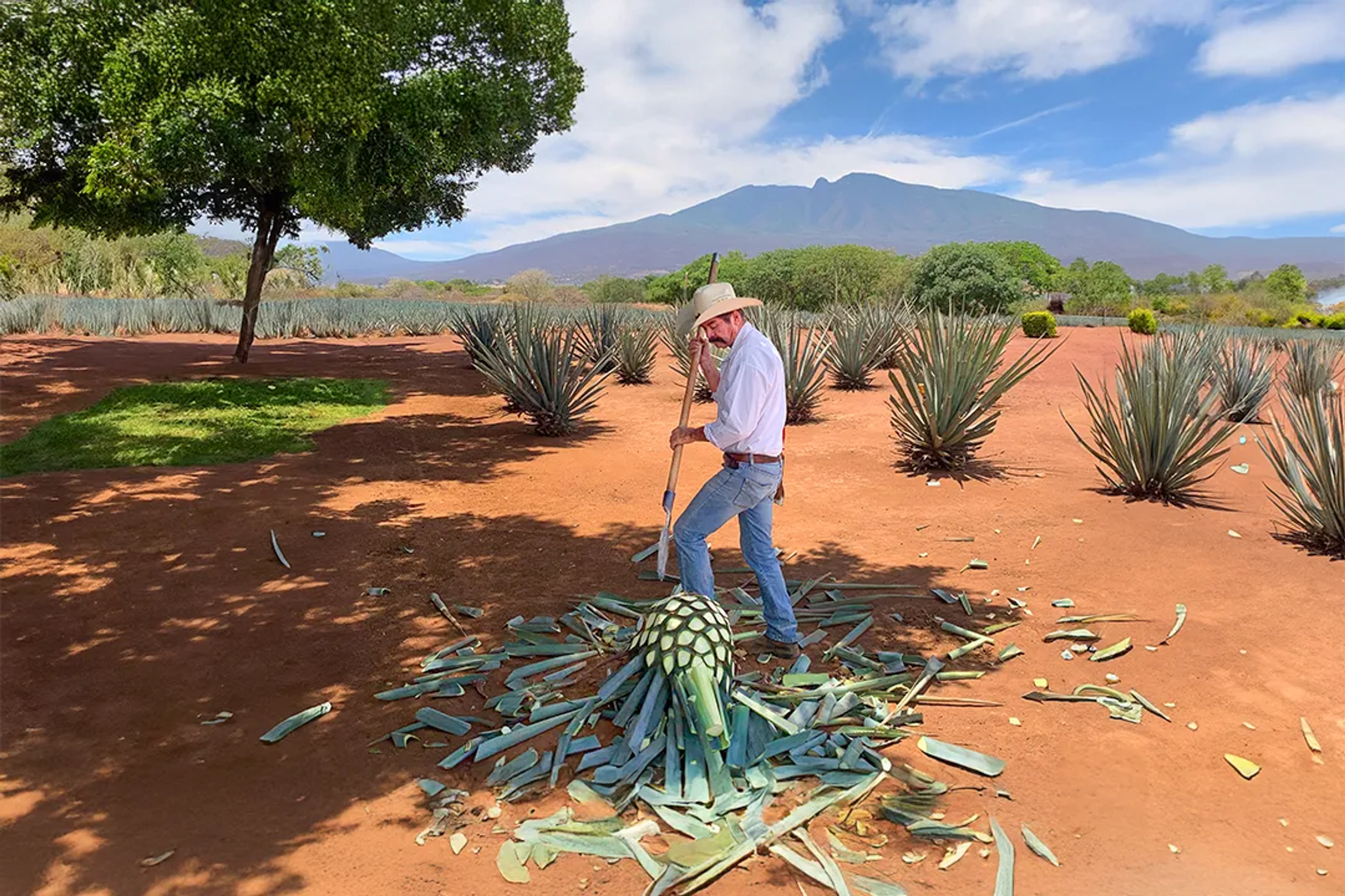 Jimador harvesting agave under the sun, surrounded by rows of blue agave plants and mountains.