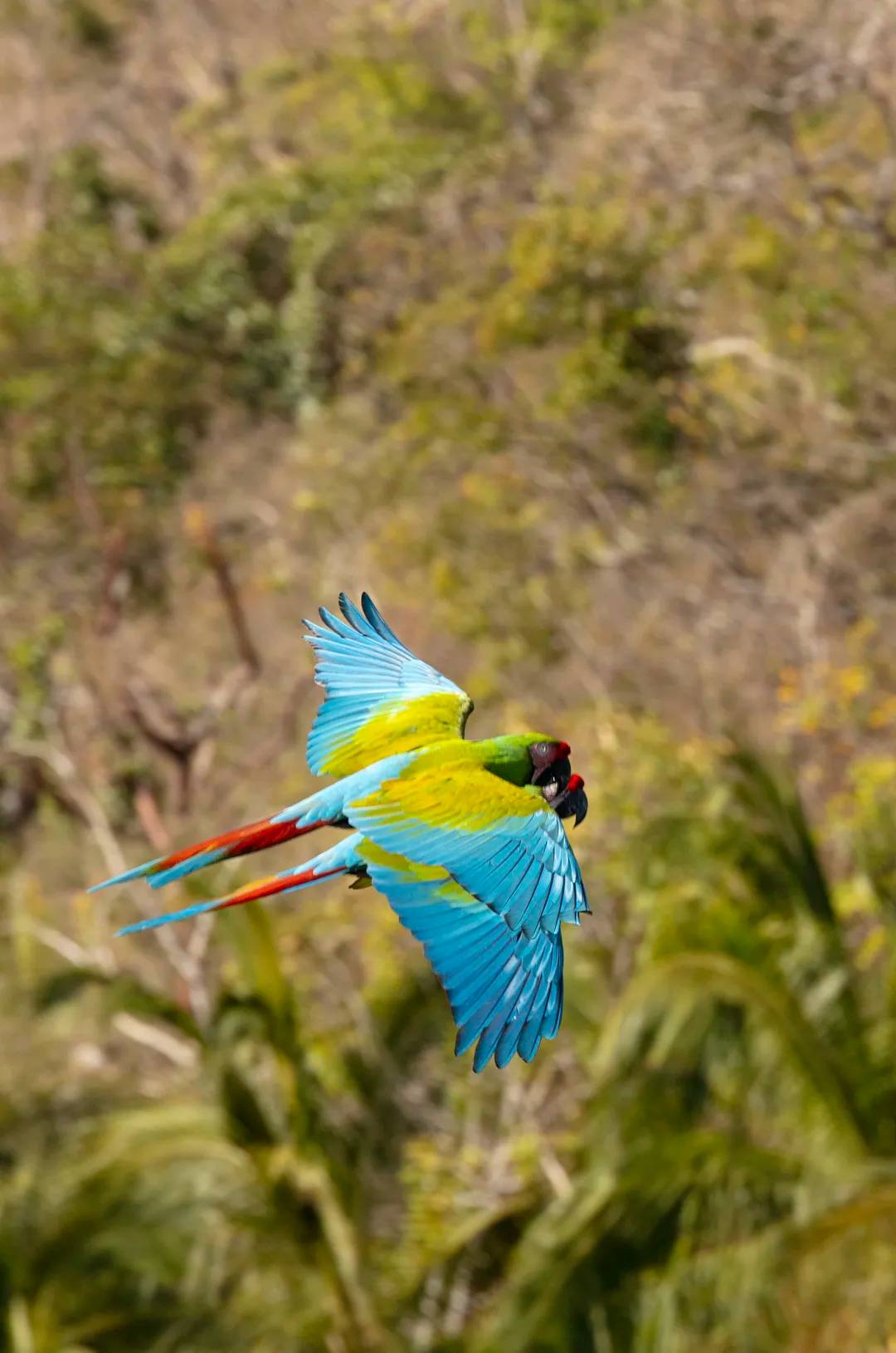 Colorful macaws flywing freely over Las Caletas Puerto Vallarta.