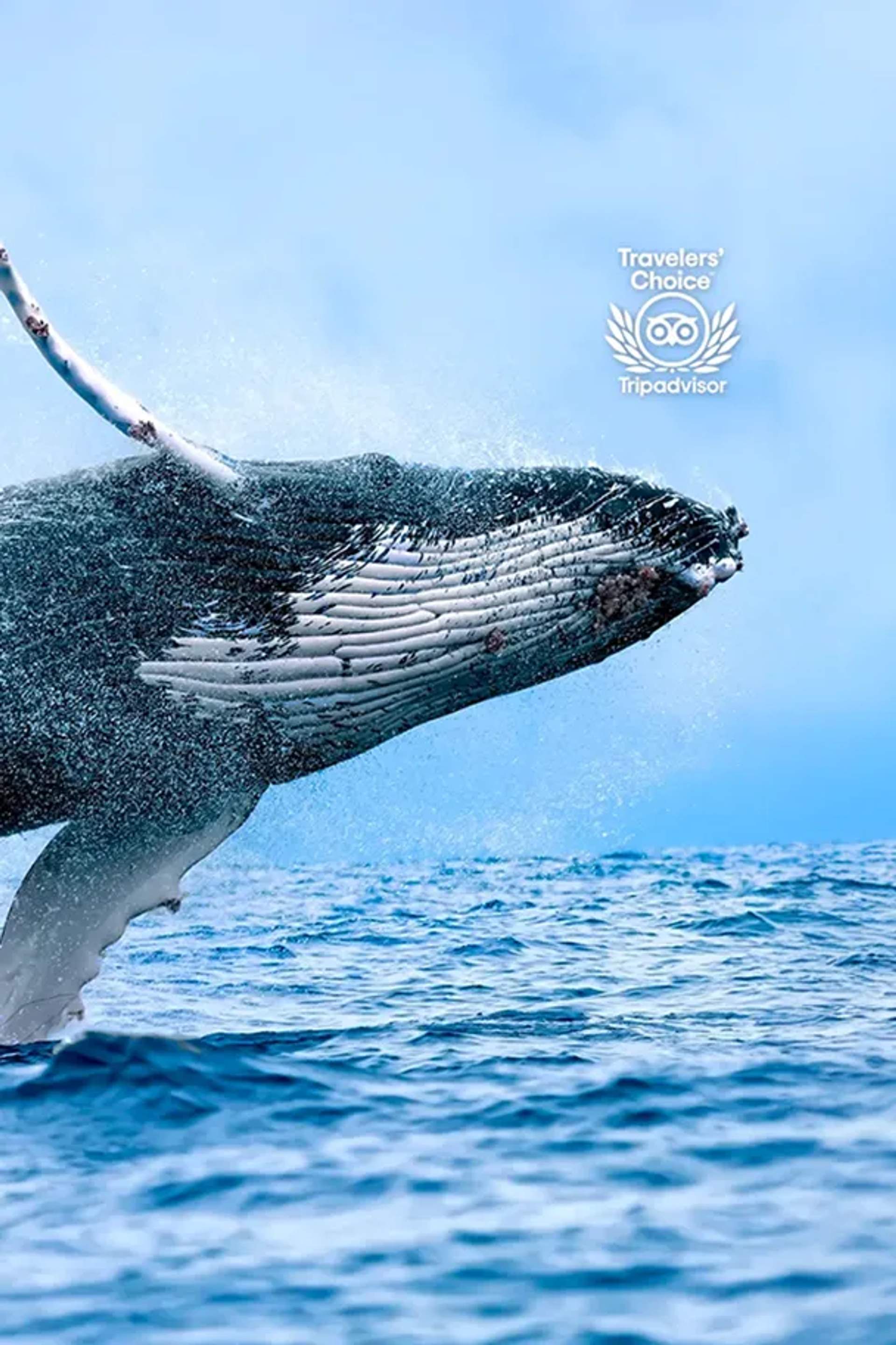 Whale Watching in Puerto Vallarta
