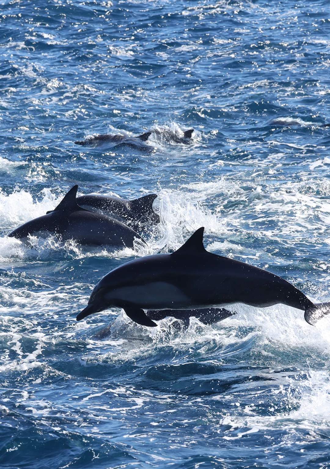 Watch dolphins in their natural environment on the best ecotourism excursion in Puerto Vallarta