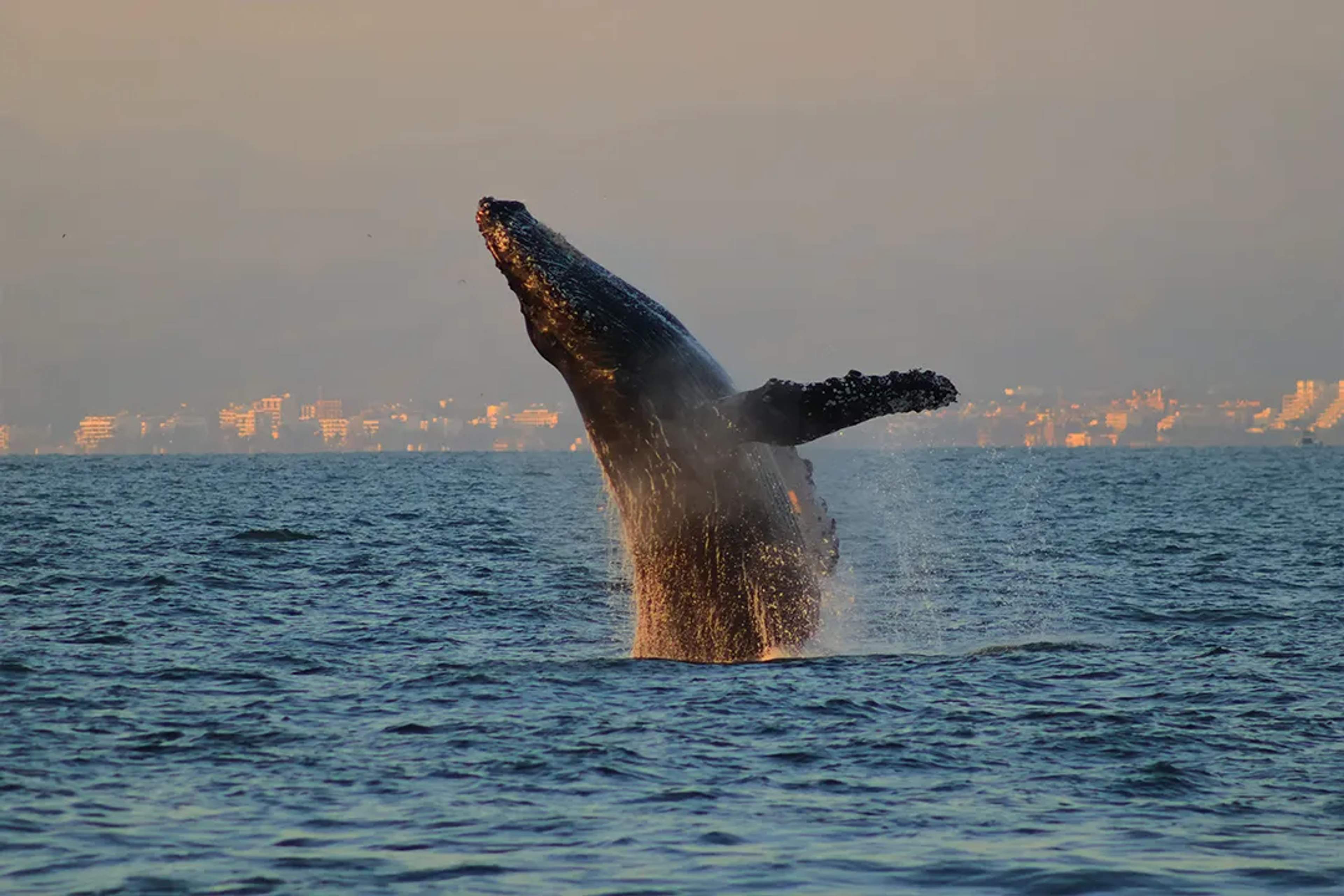 Ballena jorobada saltando en Bahía de Banderas durante la temporada de avistamiento