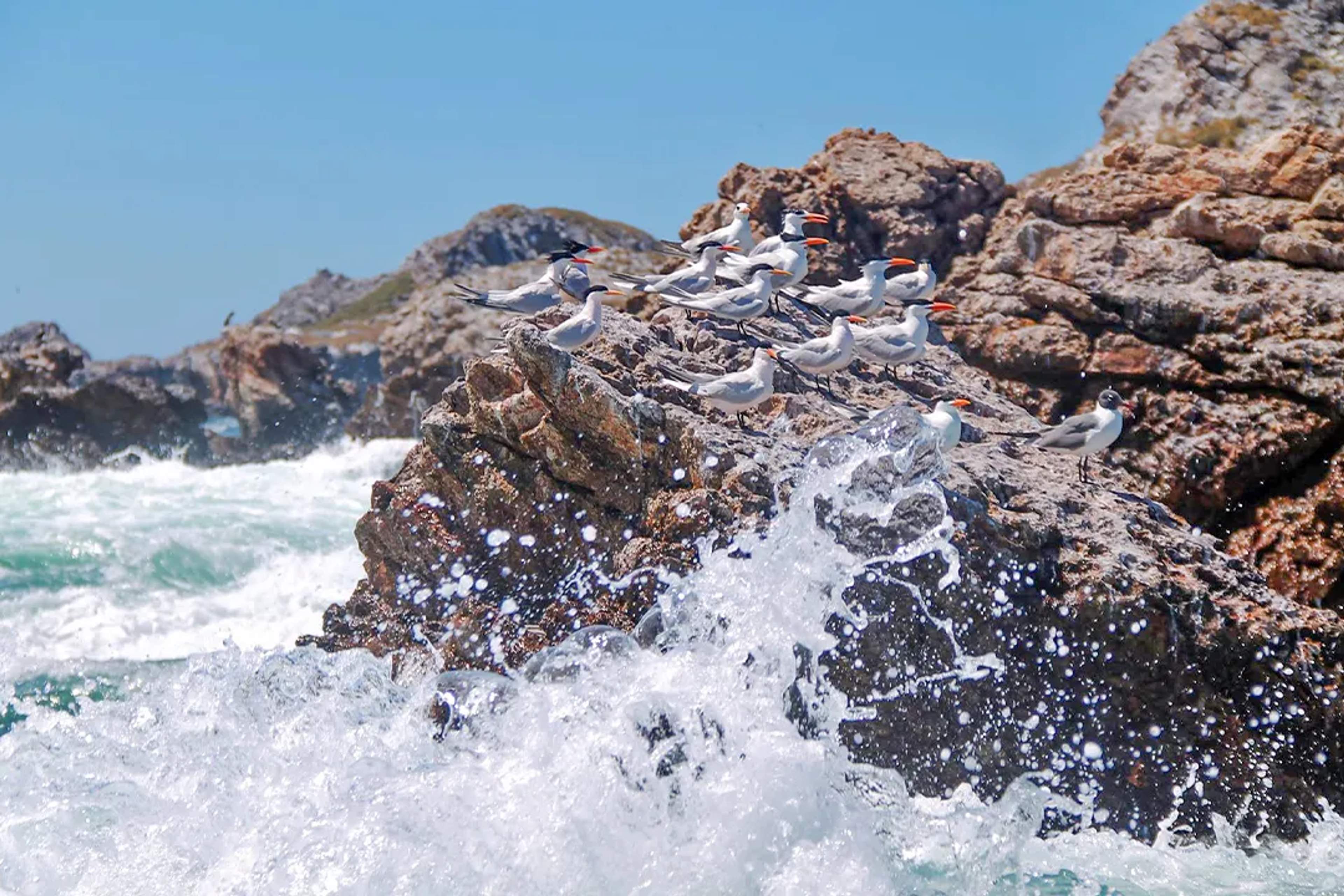 Seabirds rest on rocky cliffs as ocean waves crash below in the Islas Marietas.