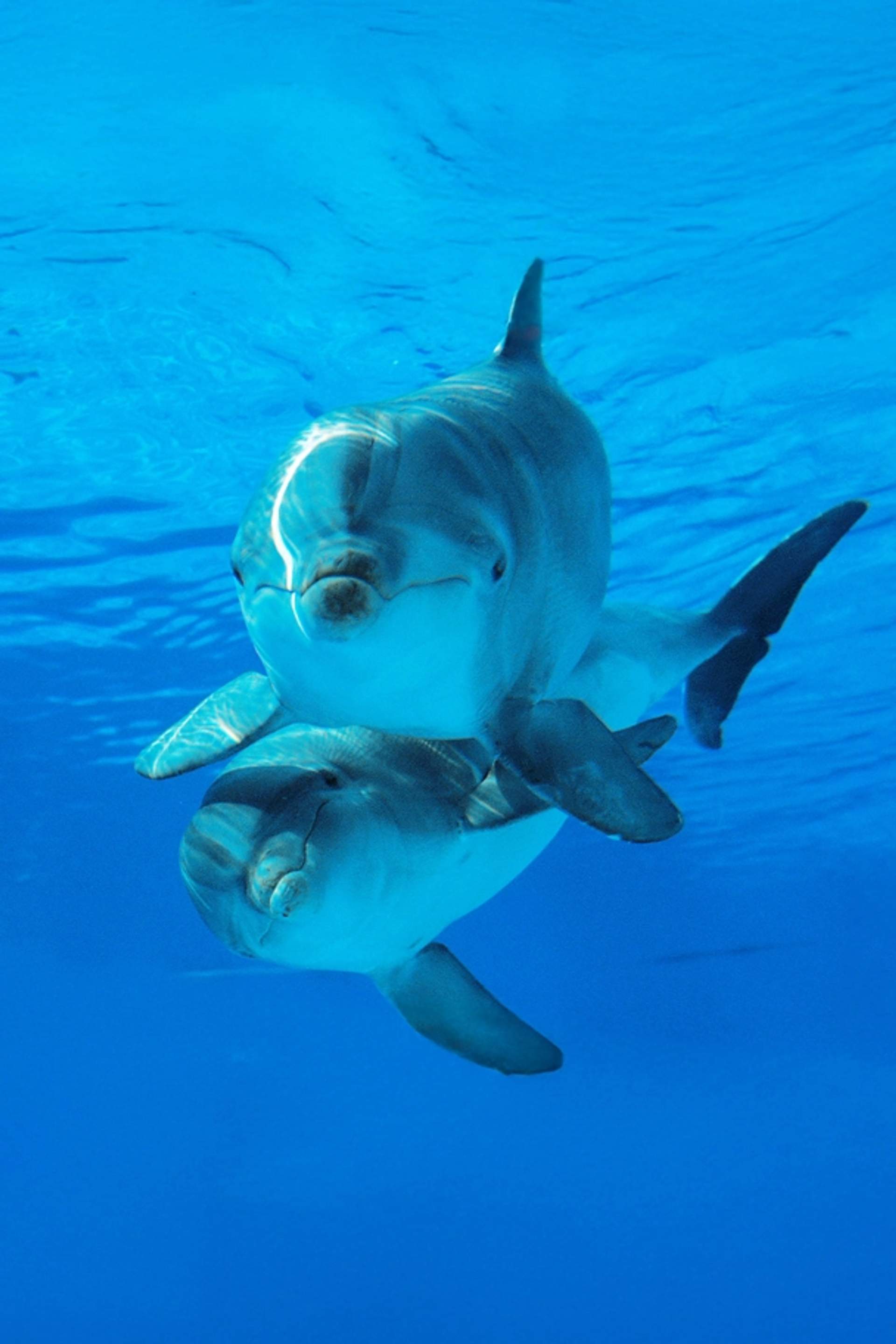 Amazing Dolphin Encounters in Puerto Vallarta.