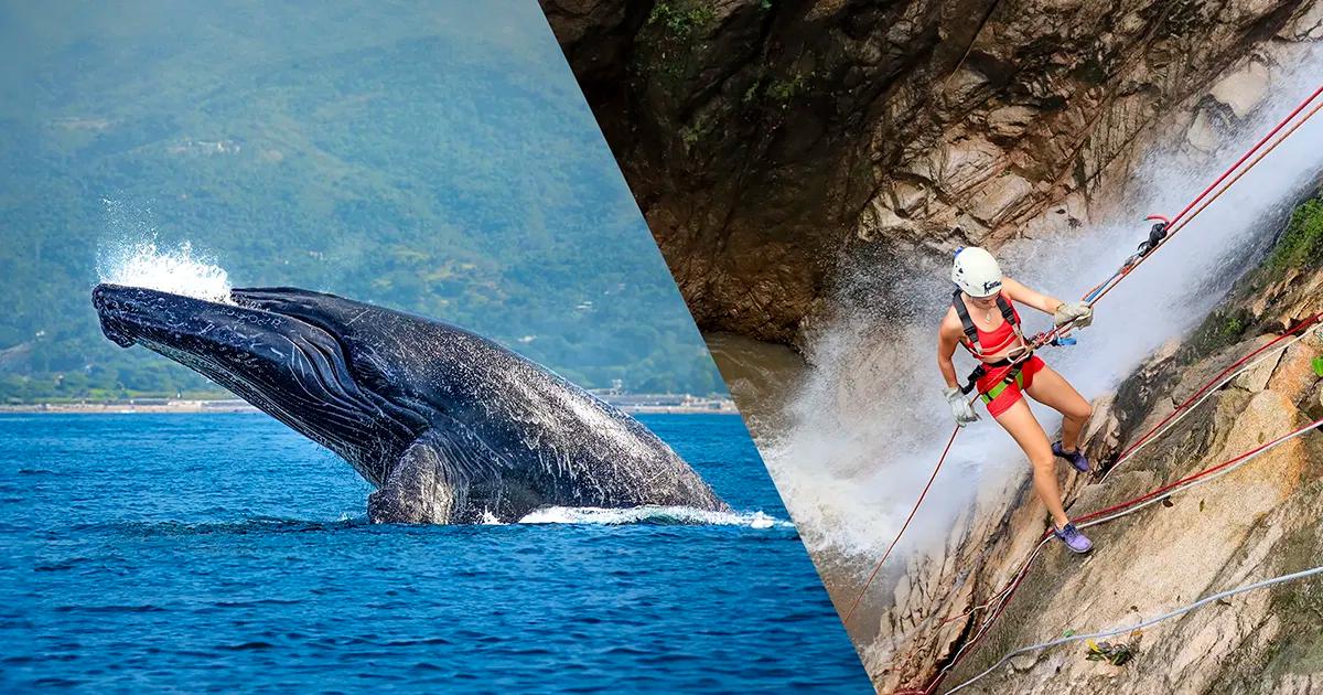 Whale Watching + Outdoor Adventure | Vallarta Adventures ®️