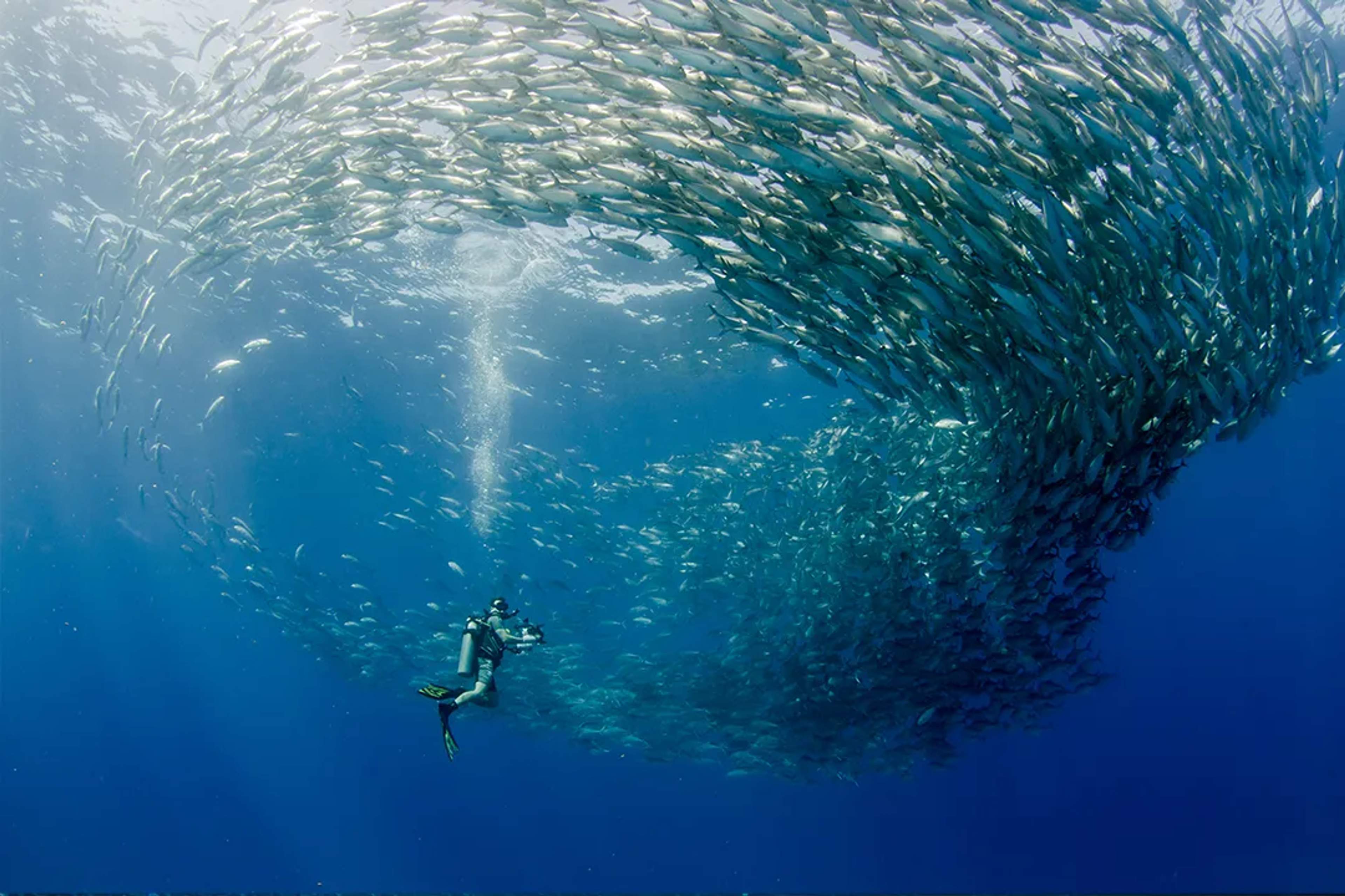 Scuba diver surrounded by a swirling school of fish in the deep blue waters of Cabo Pulmo, in Cabo San Lucas.