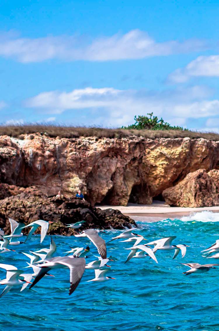 Seabirds flying near Marietas Islands.