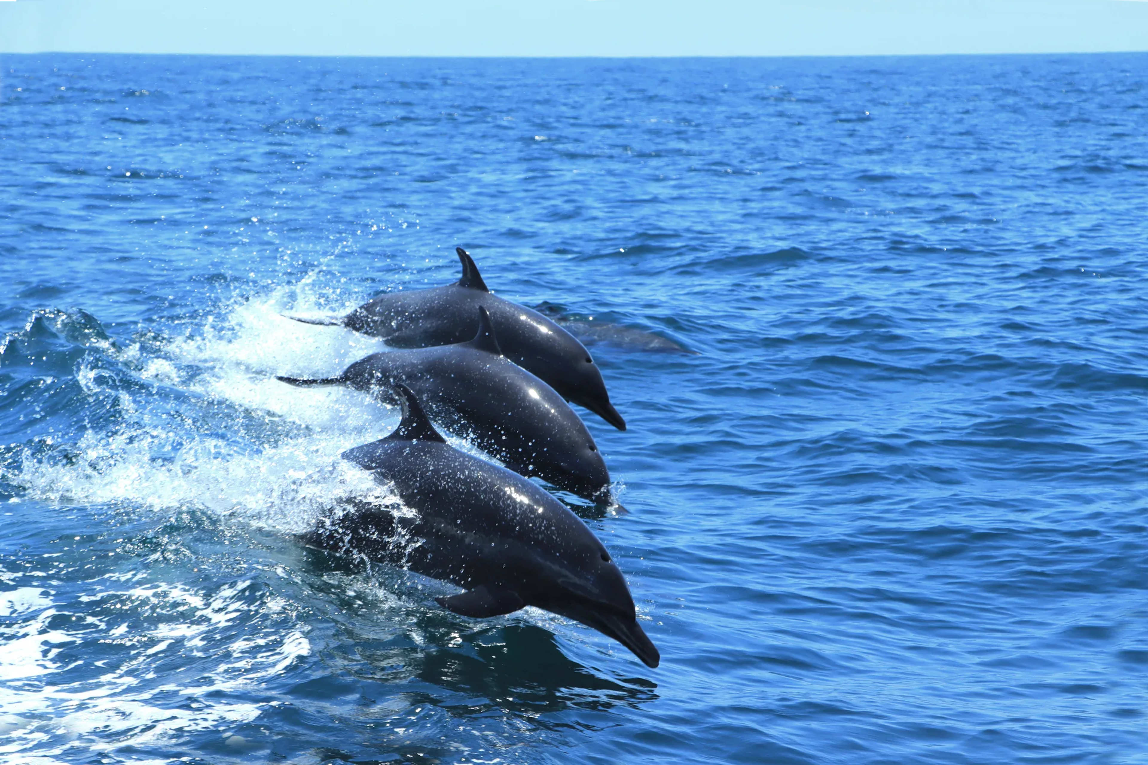 Three dolphins leap through ocean waves during a tour off Mexico's Pacific coast near the Marietas Islands.