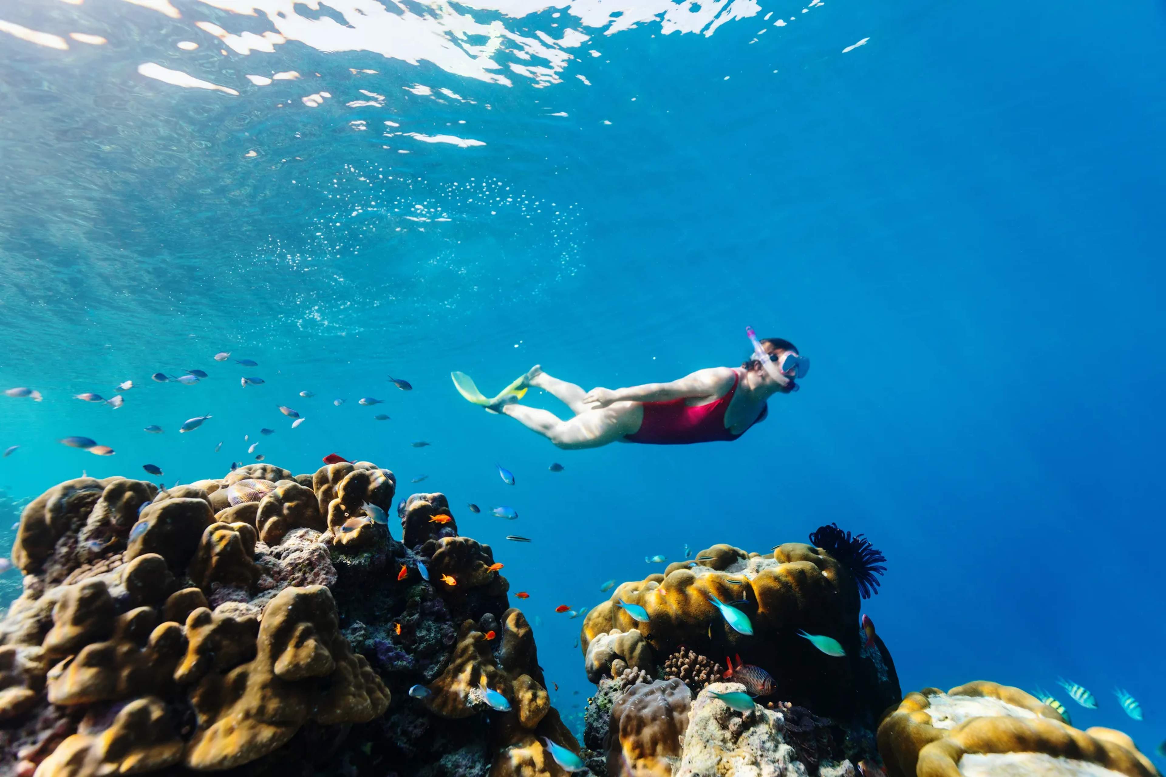 A snorkeler glides over a vibrant coral reef teeming with tropical fish in crystal-clear turquoise Mexican waters.